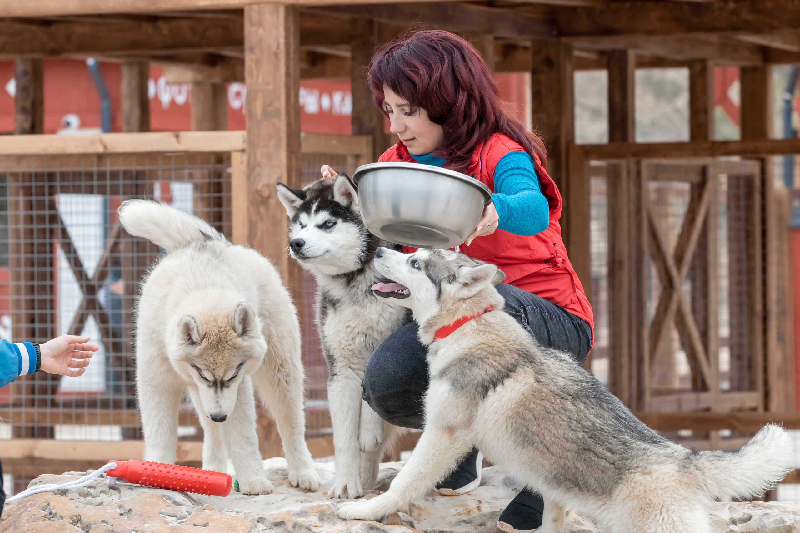 Открытие парка ездовых собак «Ошка», 11 мая 2023. Марк Шишкин — репортажный фотограф в Воронеже и России