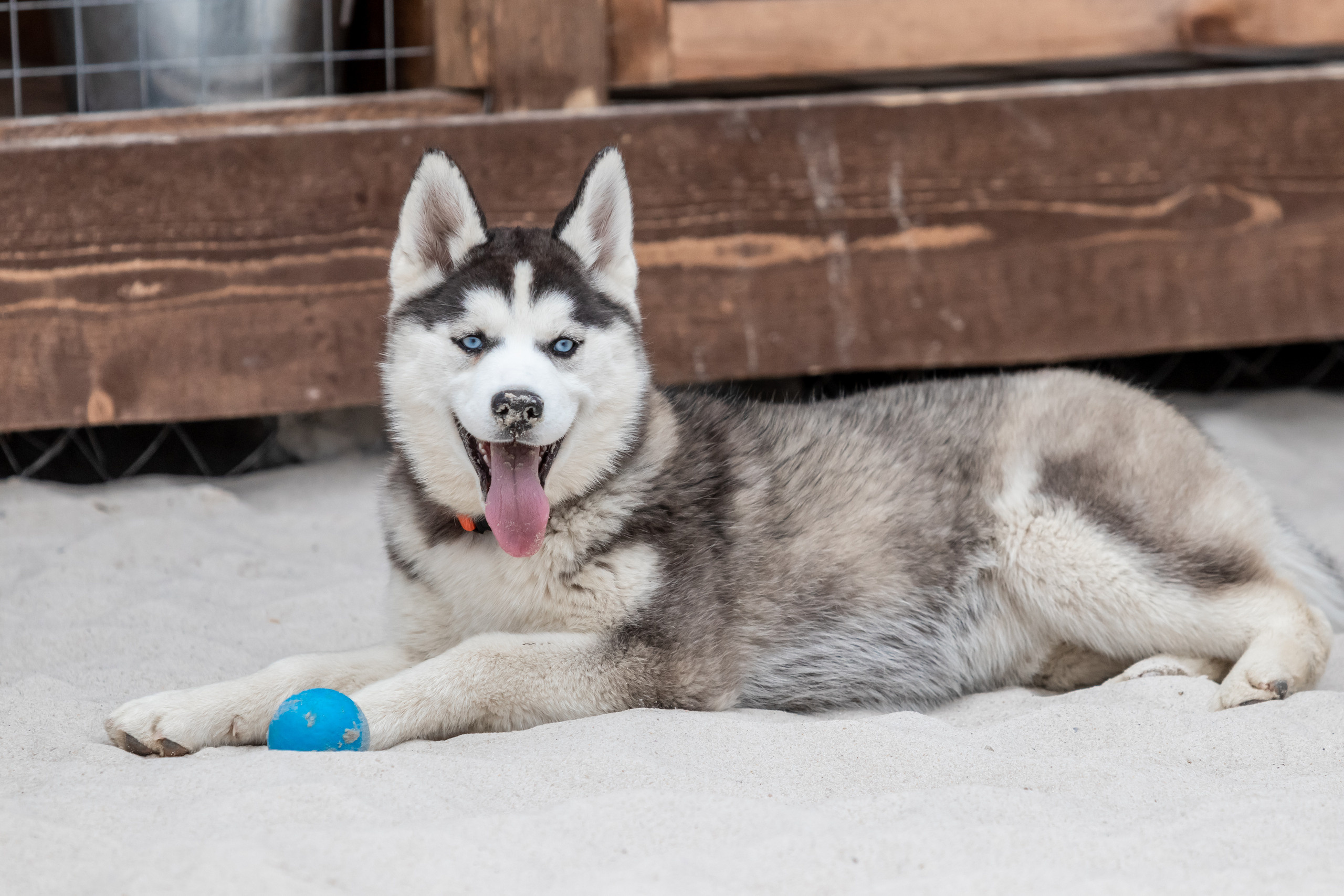 Открытие парка ездовых собак «Ошка», 11 мая 2023. Марк Шишкин — репортажный фотограф в Воронеже и России