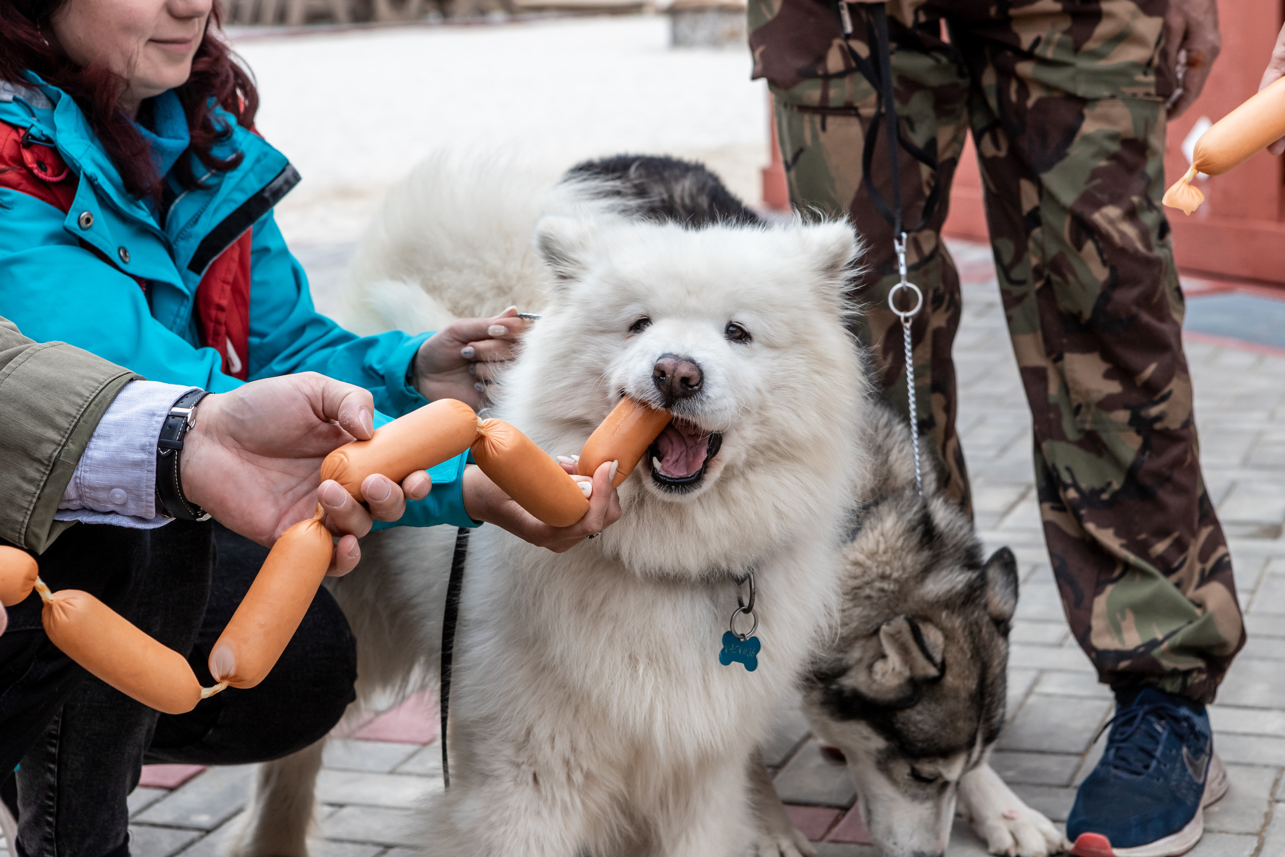 Открытие парка ездовых собак «Ошка», 11 мая 2023. Марк Шишкин — репортажный фотограф в Воронеже и России