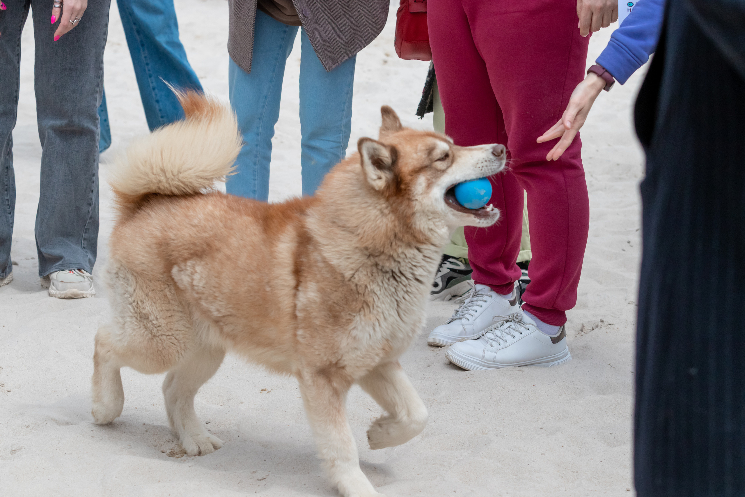 Открытие парка ездовых собак «Ошка», 11 мая 2023. Марк Шишкин — репортажный фотограф в Воронеже и России