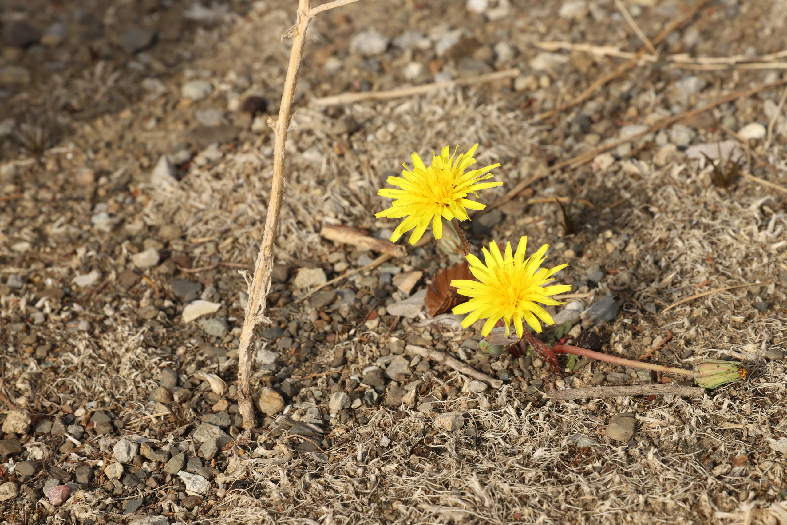 Крым. ЮБК (Гурзуф, Судак и их окрестности). Ноябрь 2023. Путешественник-фотограф из Санкт-Петербурга Татьяна Свистулина