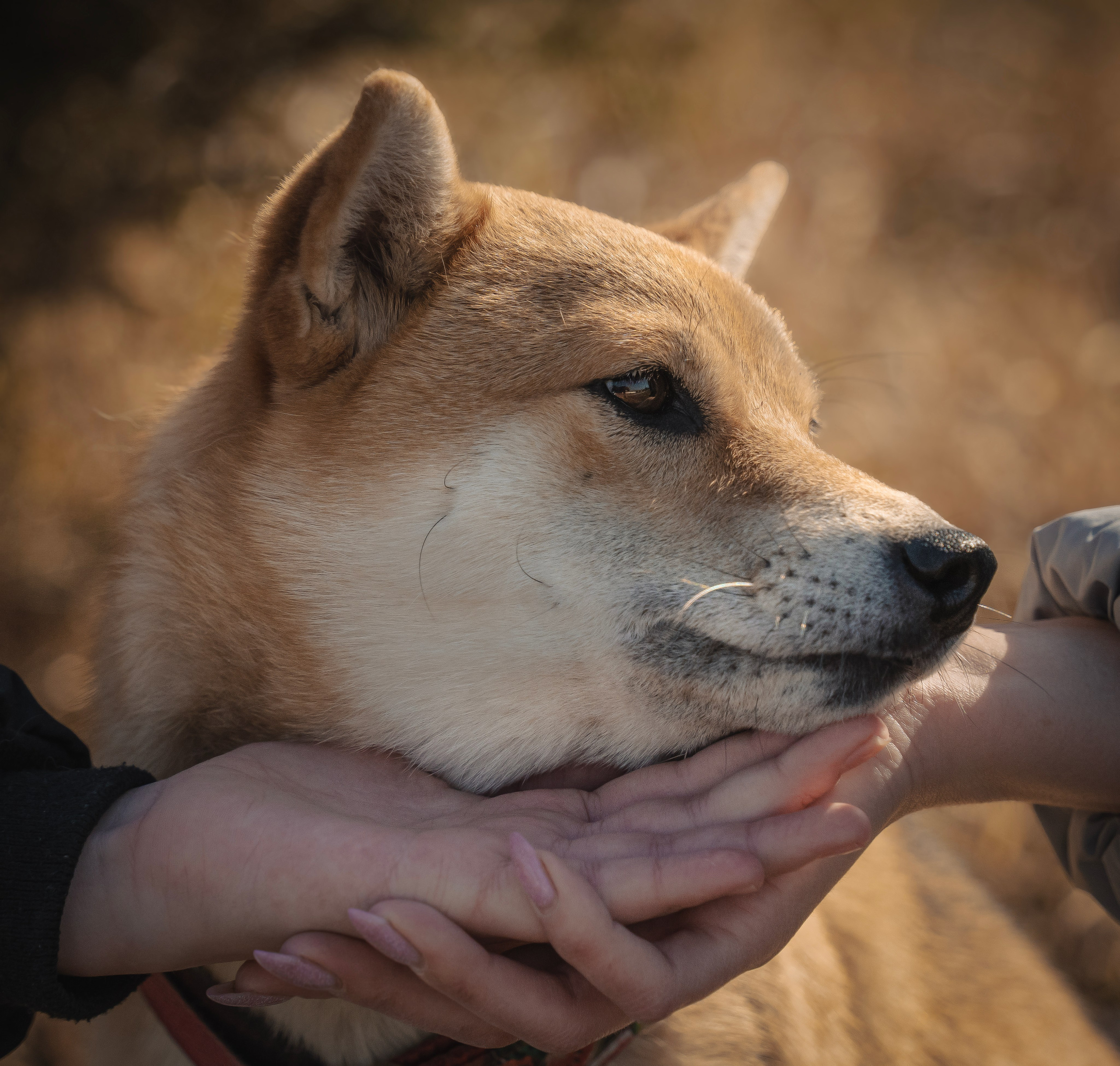 Семейная история. Семейный фотограф анималист г. Находка