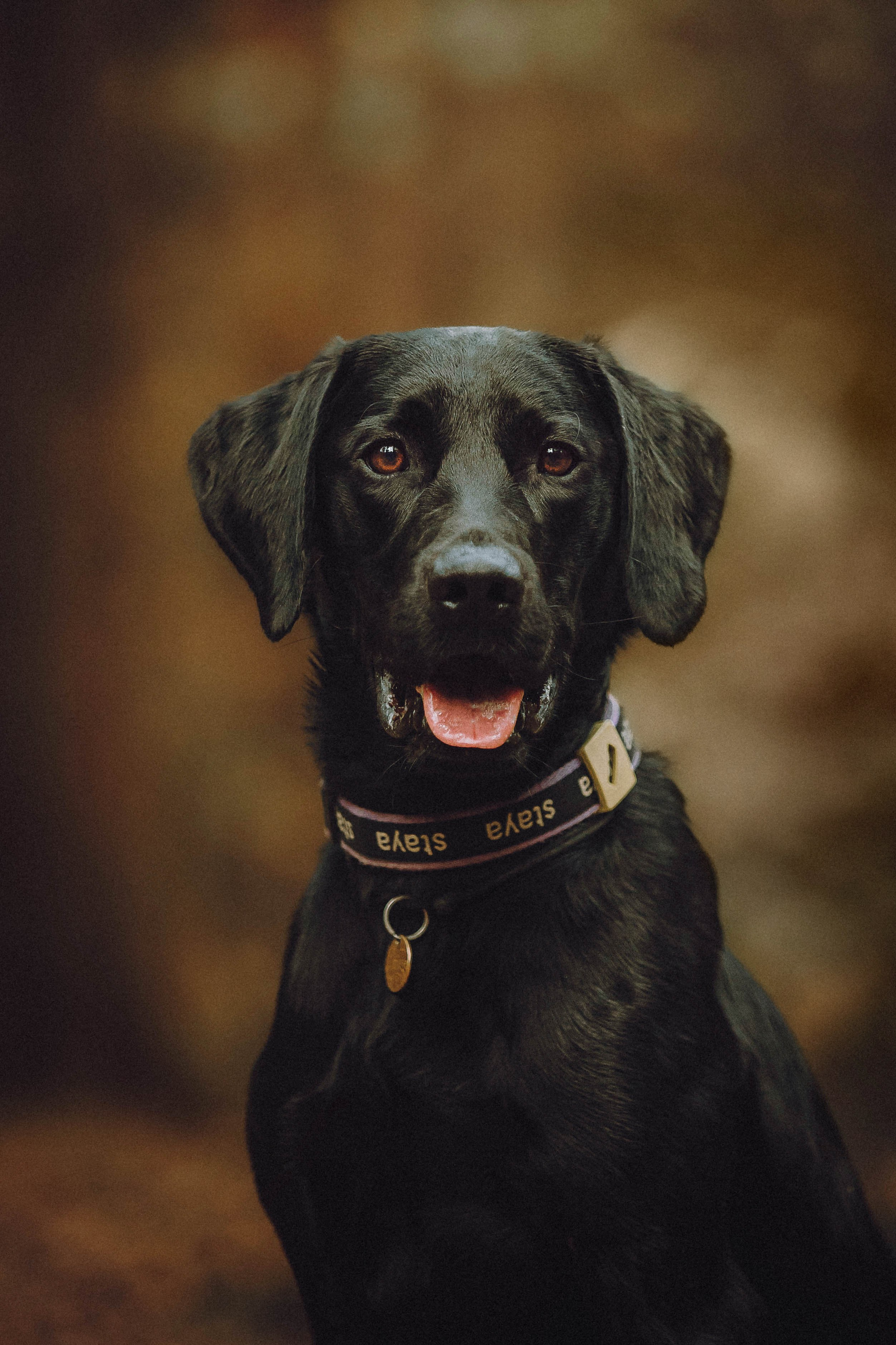 Аня, Нео и Луна