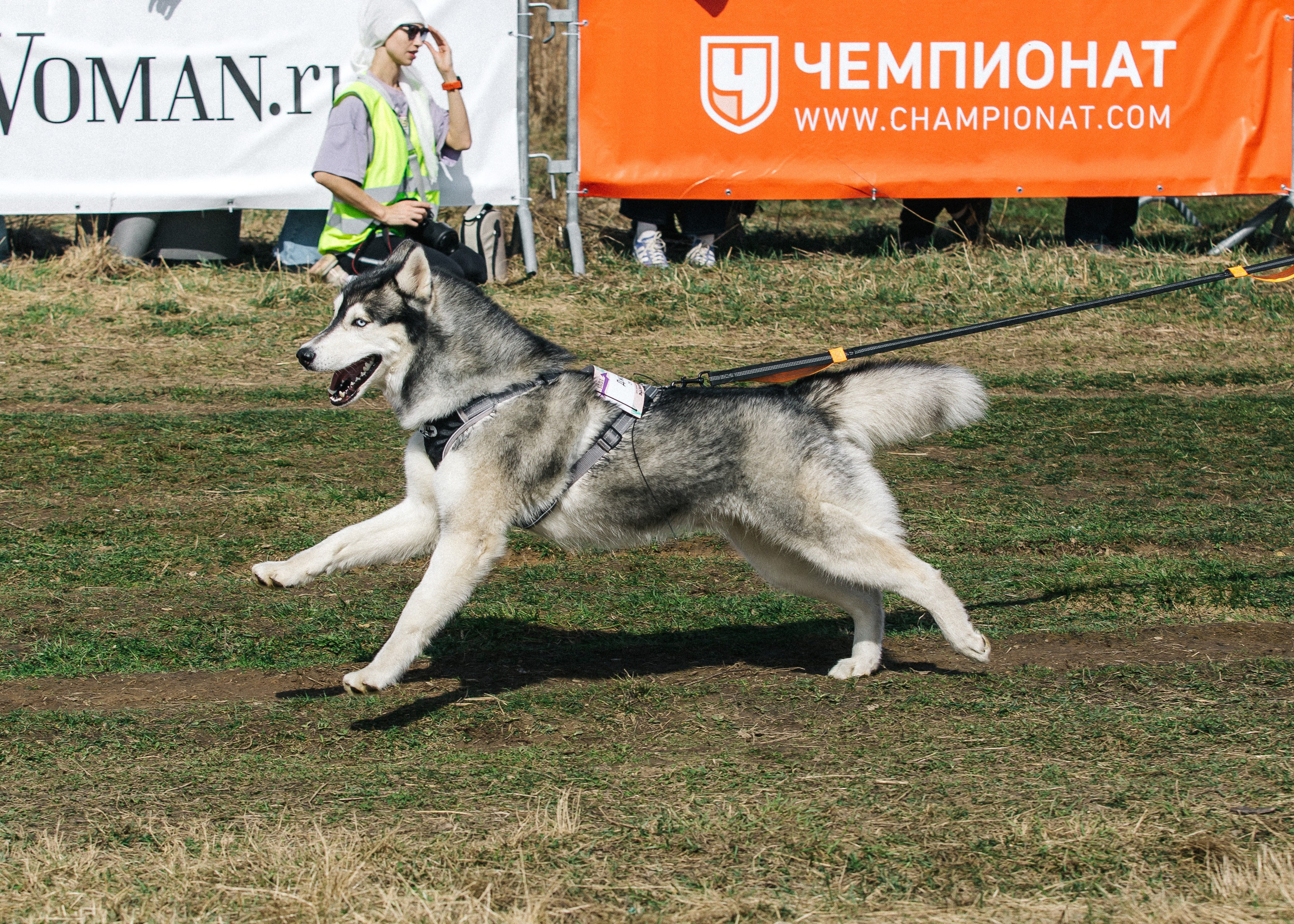 Кросс «Быстрый пёс» 2025. Репортажный фотограф в Москве