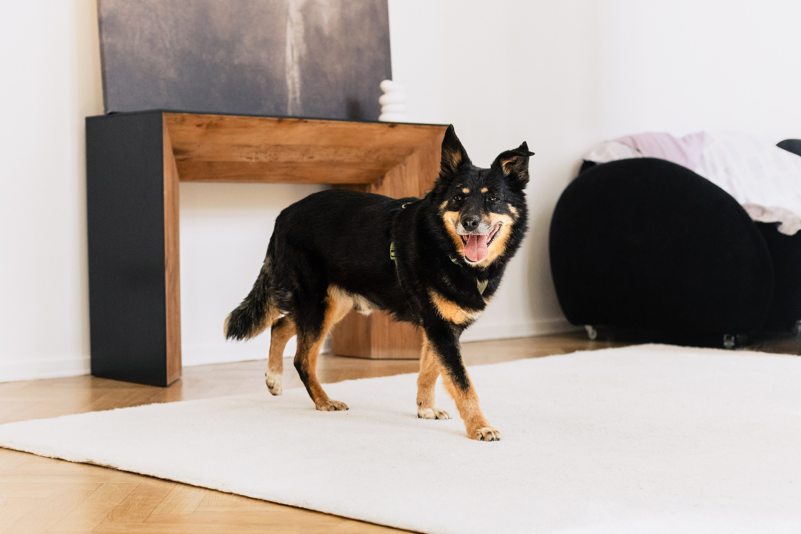 Студия лето 2025. Фотограф-анималист Татьяна Степанова