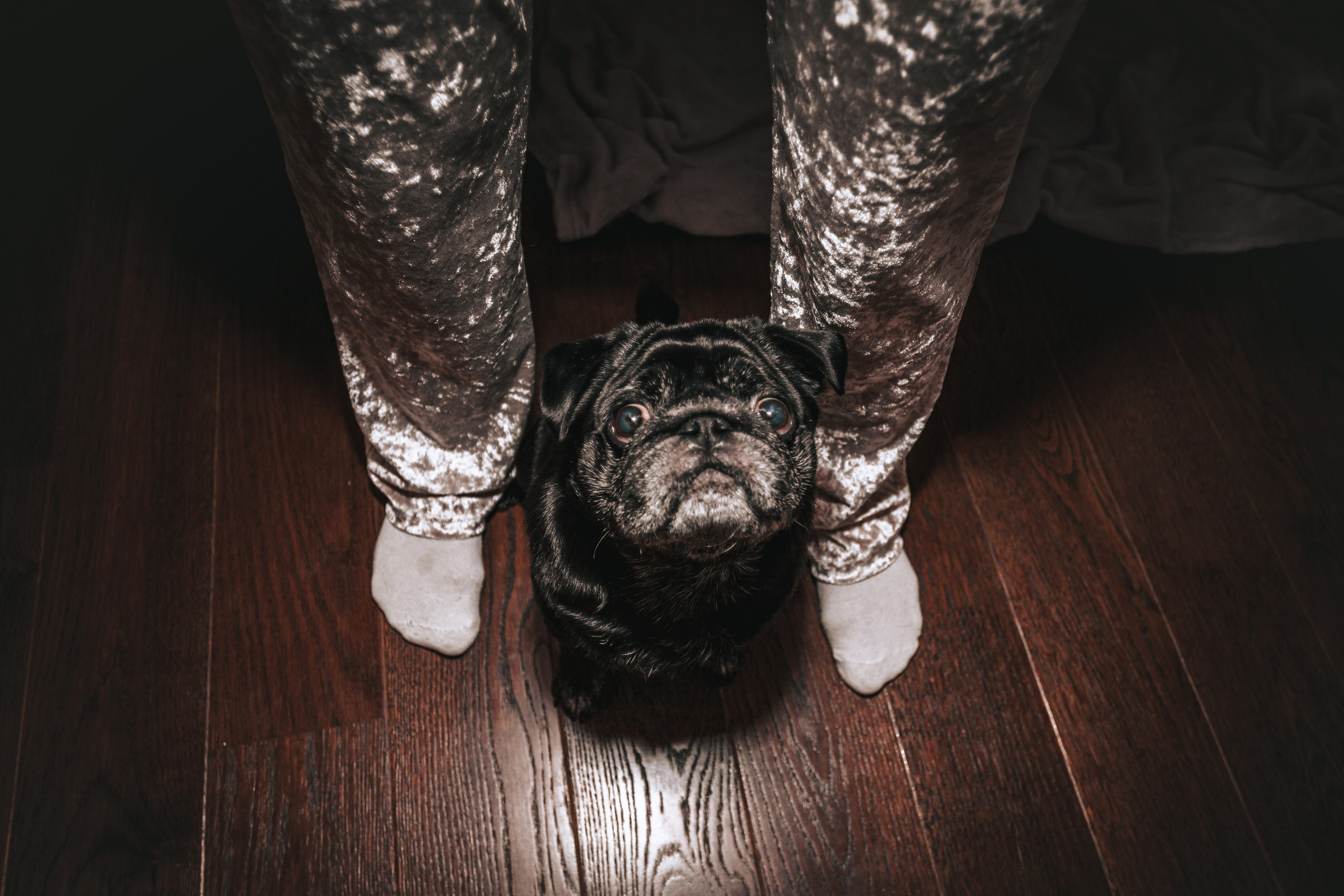 Домашняя фотосессия Оли и двух ее мопсов. Фотограф-анималист Татьяна Степанова