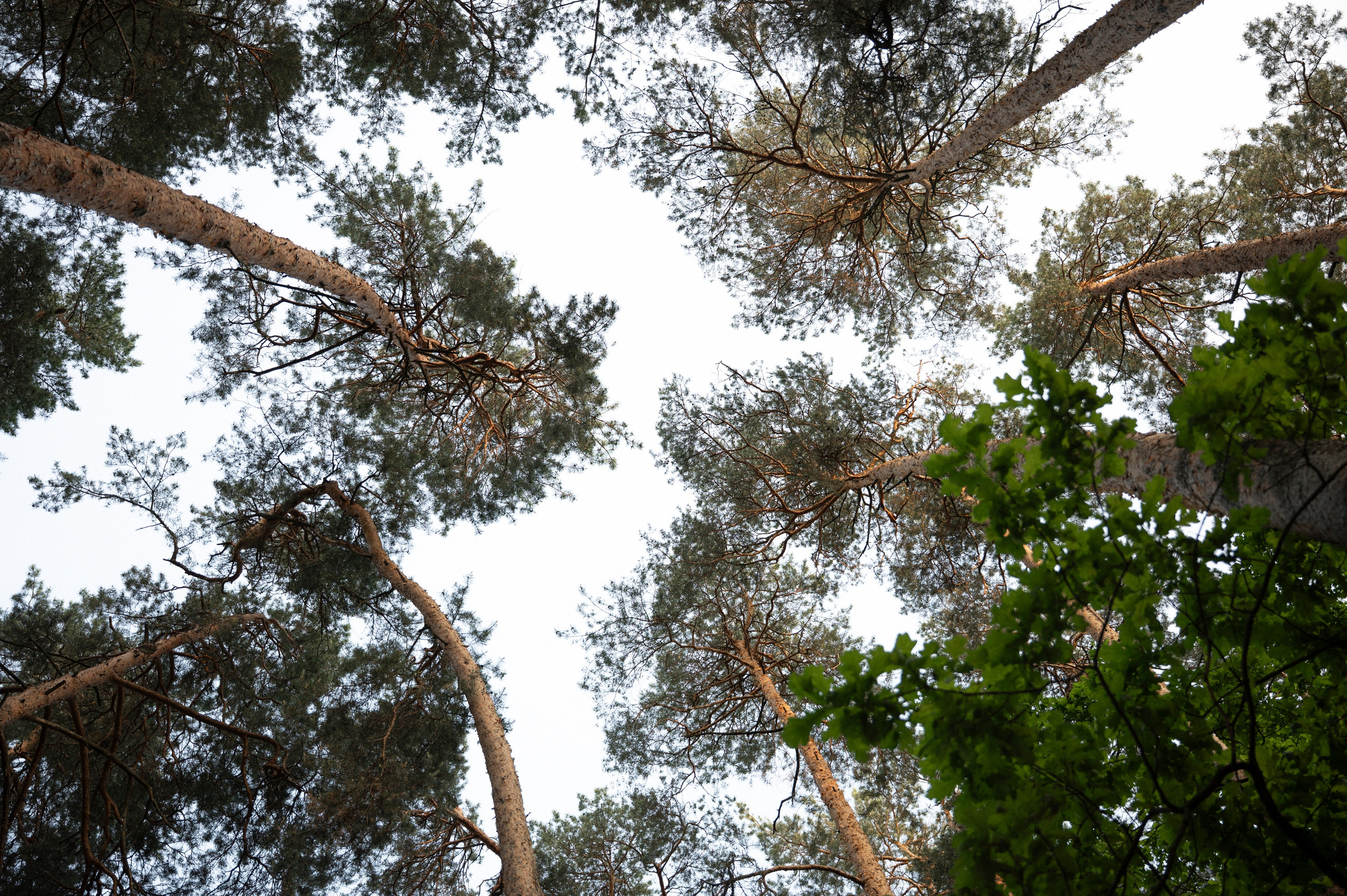 Наше лето. Фотограф Евгения Пронькина