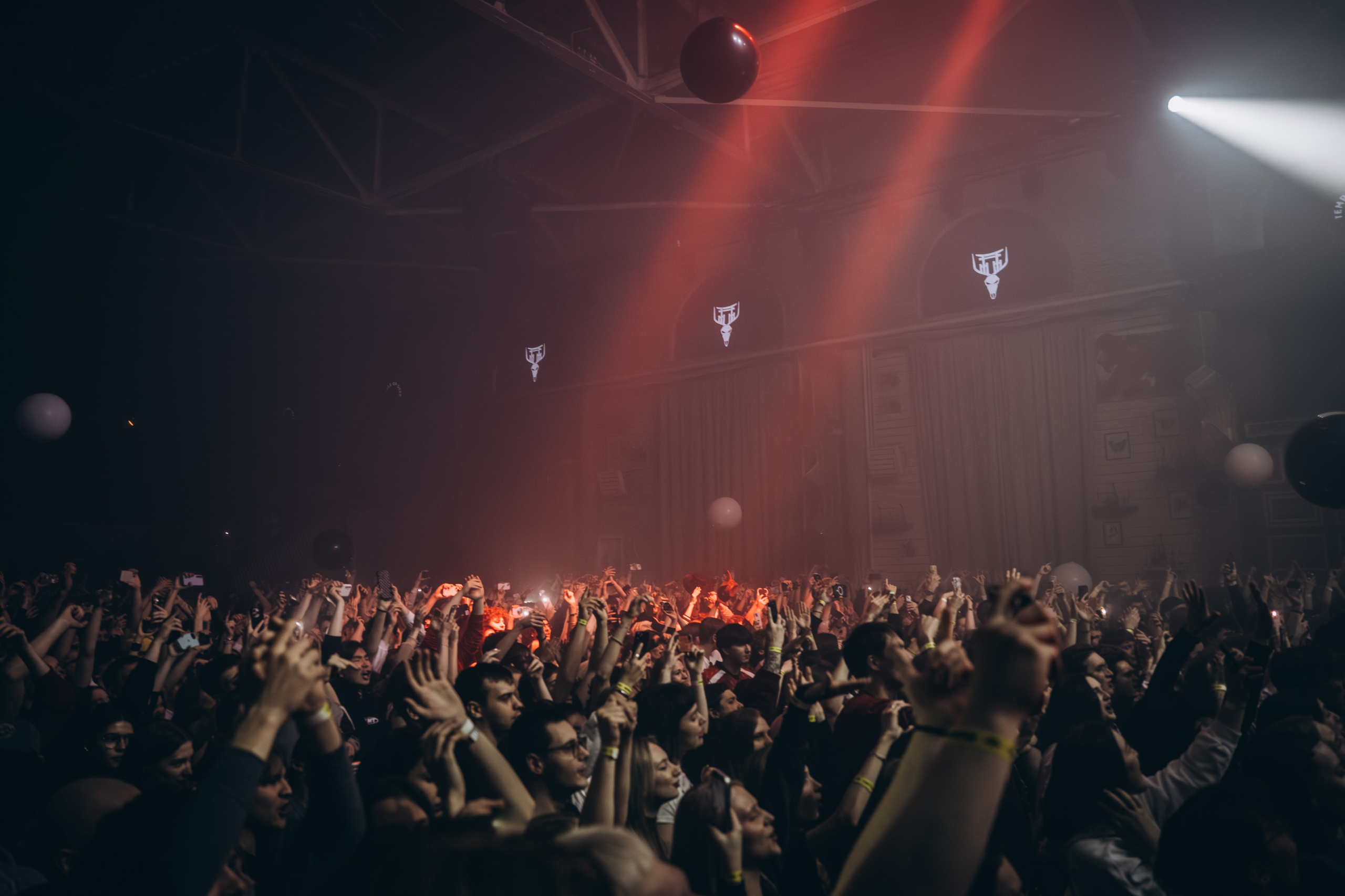 SALUKI. Фотограф Санкт-Петербурга