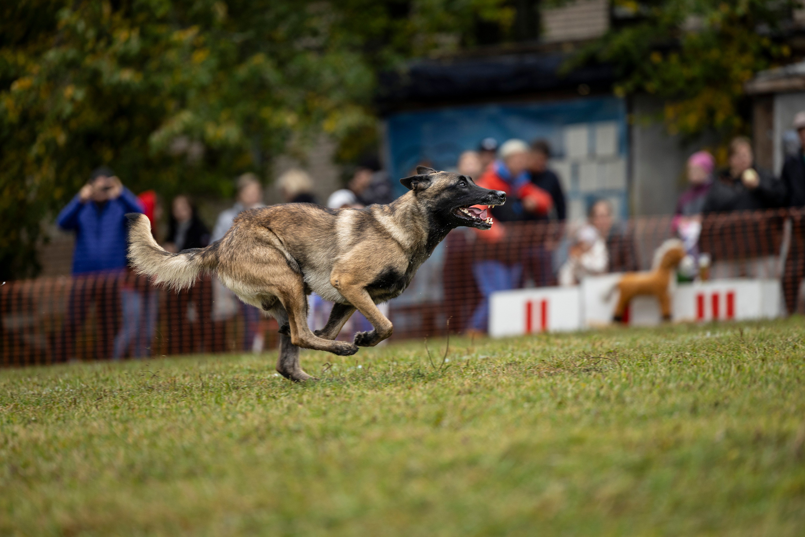 Испытания по Мондьорингу г. Пушкин. Фотограф-анималист Анна Маринич