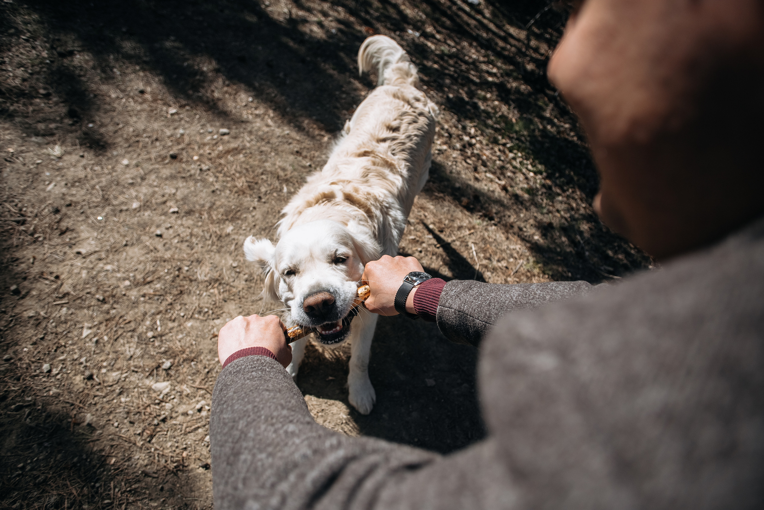 Катя, Семён и Бруно. Свадебный и семейный фотограф Томск| Юлия Филатова