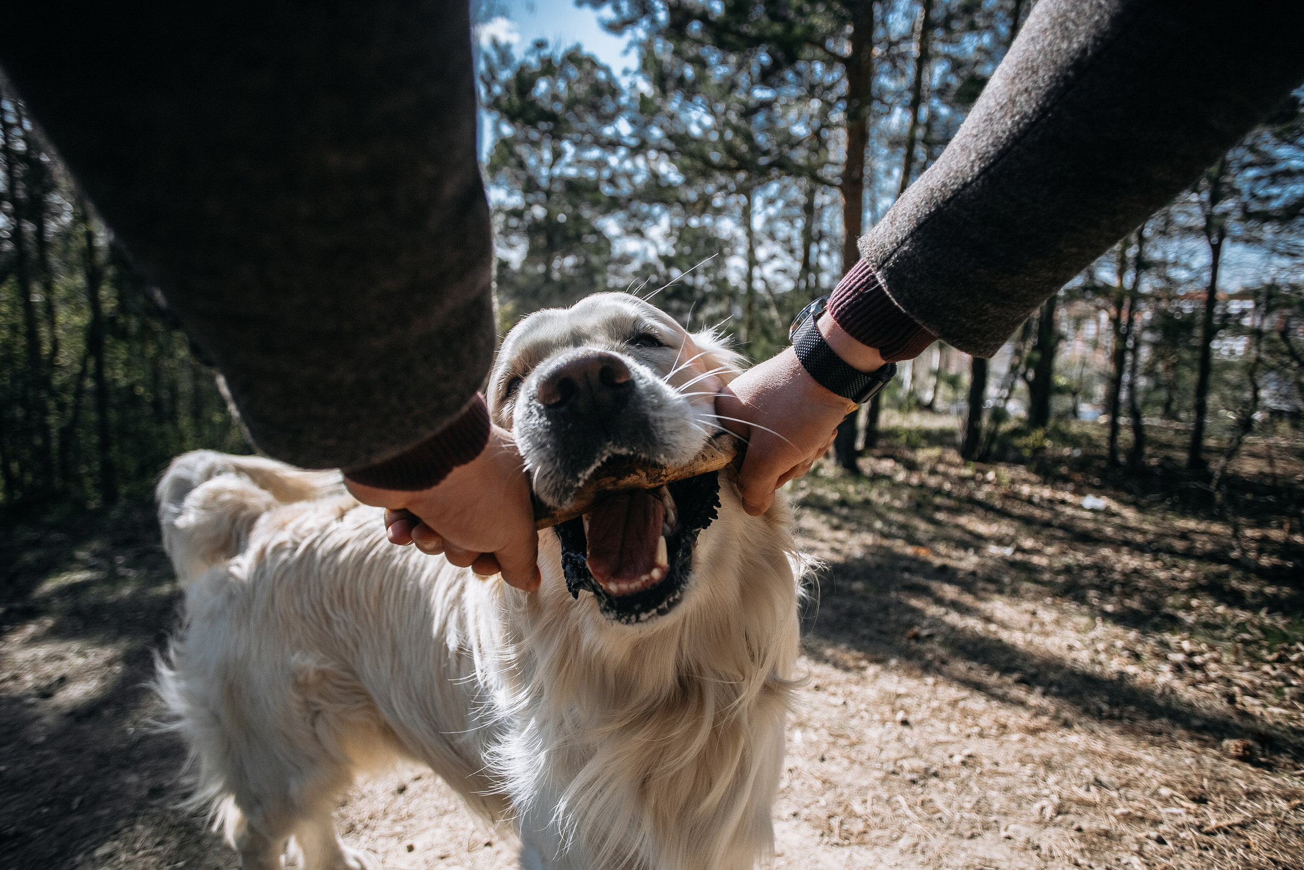 Катя, Семён и Бруно. Свадебный и семейный фотограф Томск| Юлия Филатова