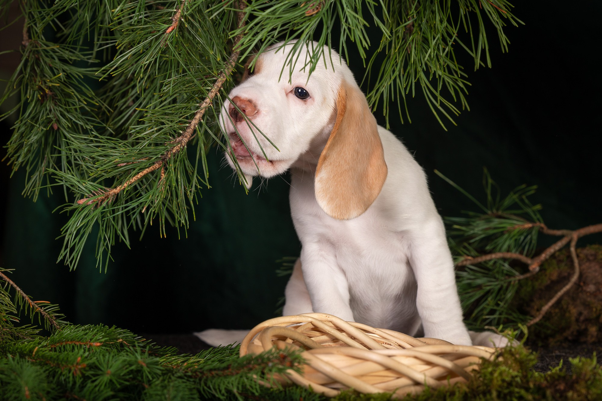 Фотосъёмки щенков. Фотограф-анималист Natalia Deingel | Фотосъемка собак в Москве