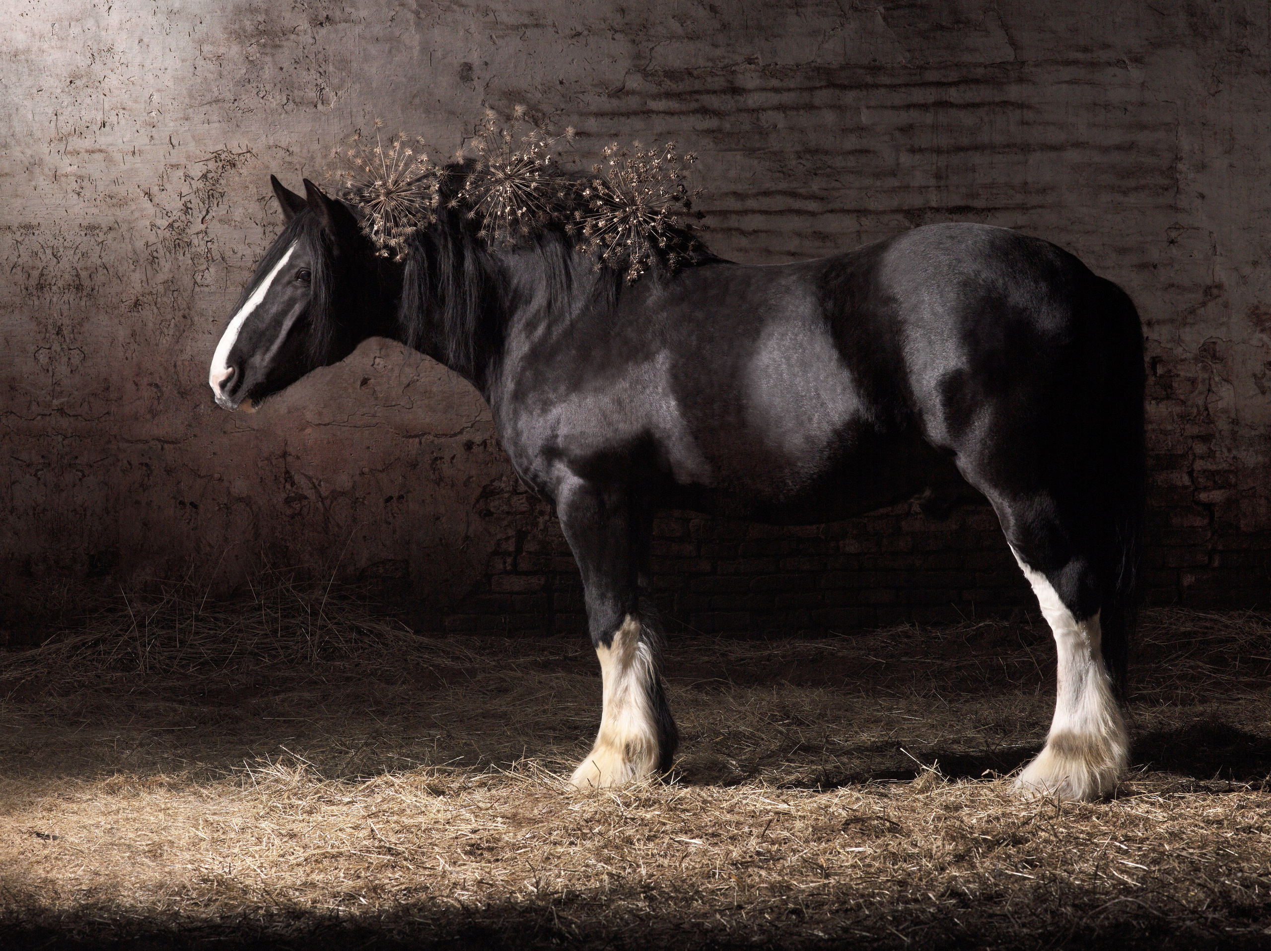 Лошади в студии. Лана Петрова, фотограф