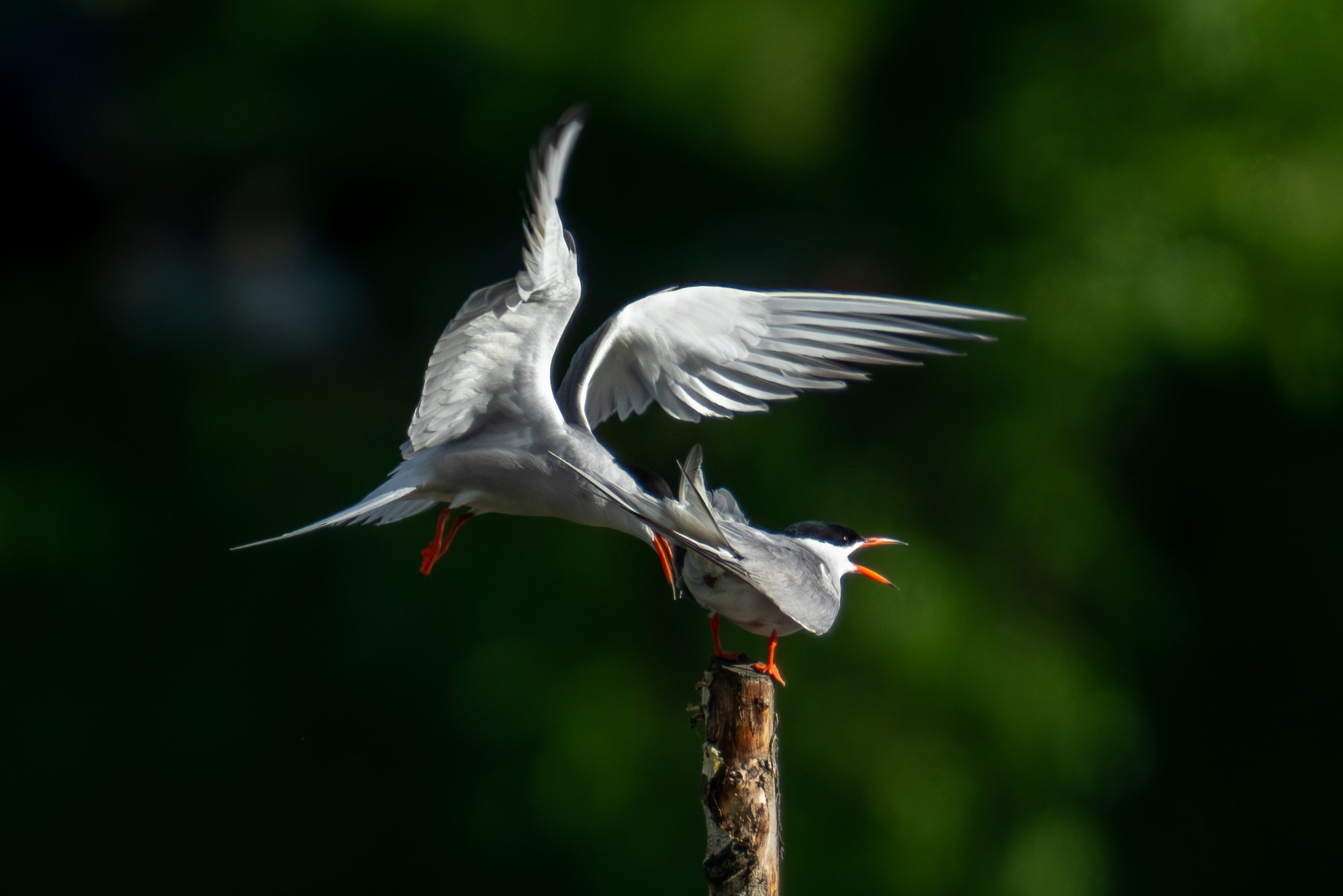 Удивительные мир птиц. Вокруг нас столько прекрасного — присмотритесь!. Ваш личный фотограф Марина Волкова