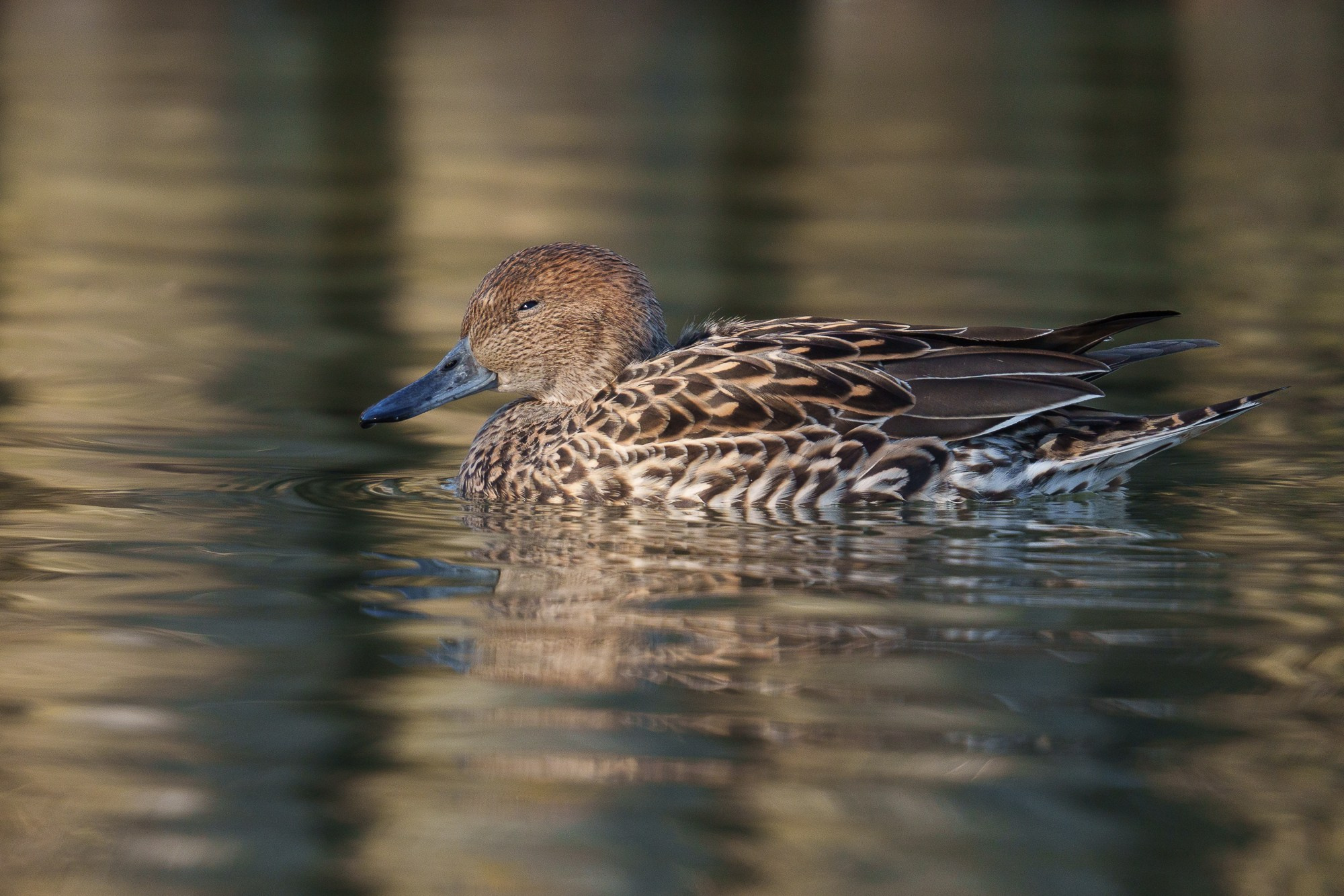 Удивительные мир птиц. Вокруг нас столько прекрасного — присмотритесь!. Ваш личный фотограф Марина Волкова