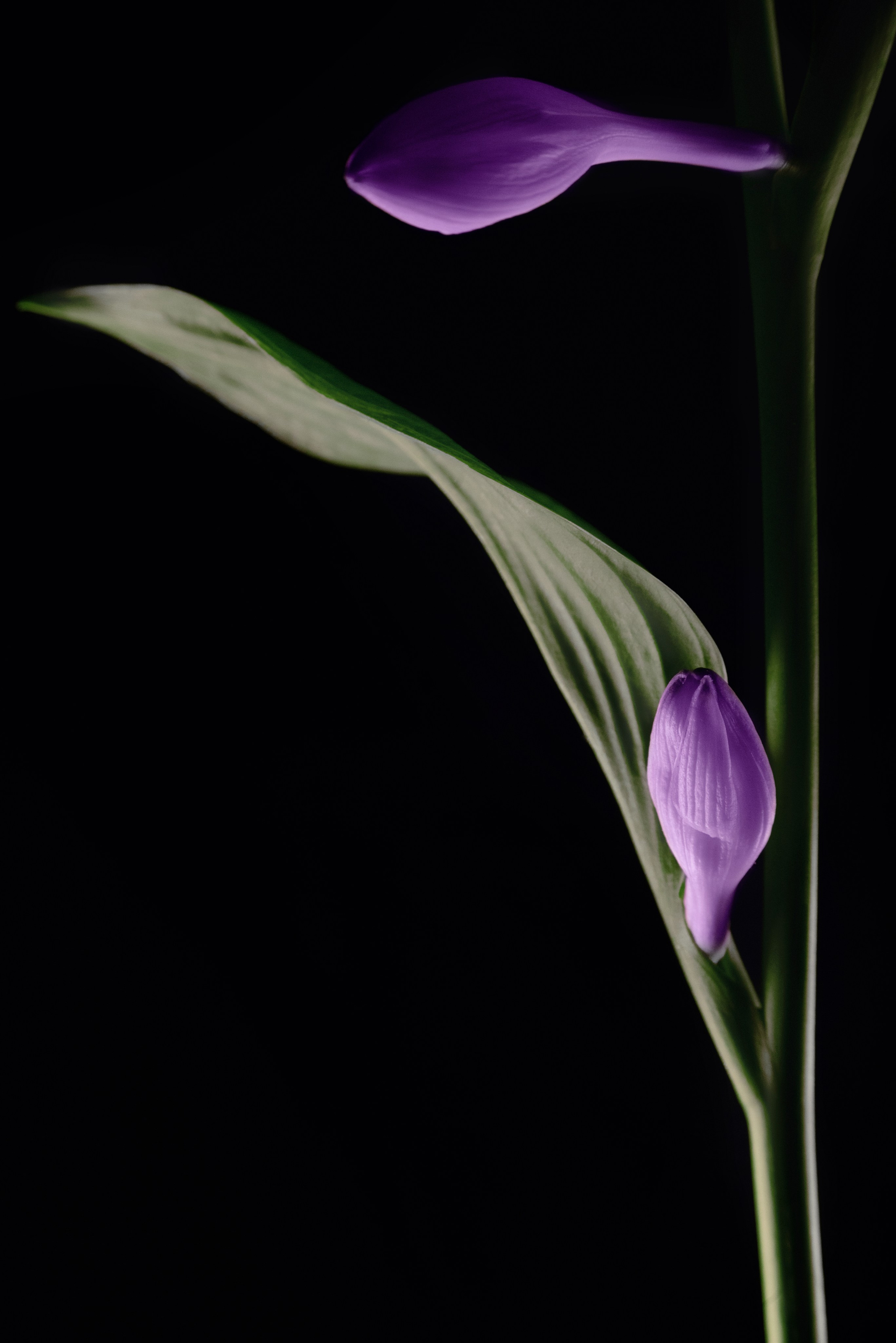 Фотографии цветов и растений. Zamira Sozieva ~ Портретный фотограф ~ Москва