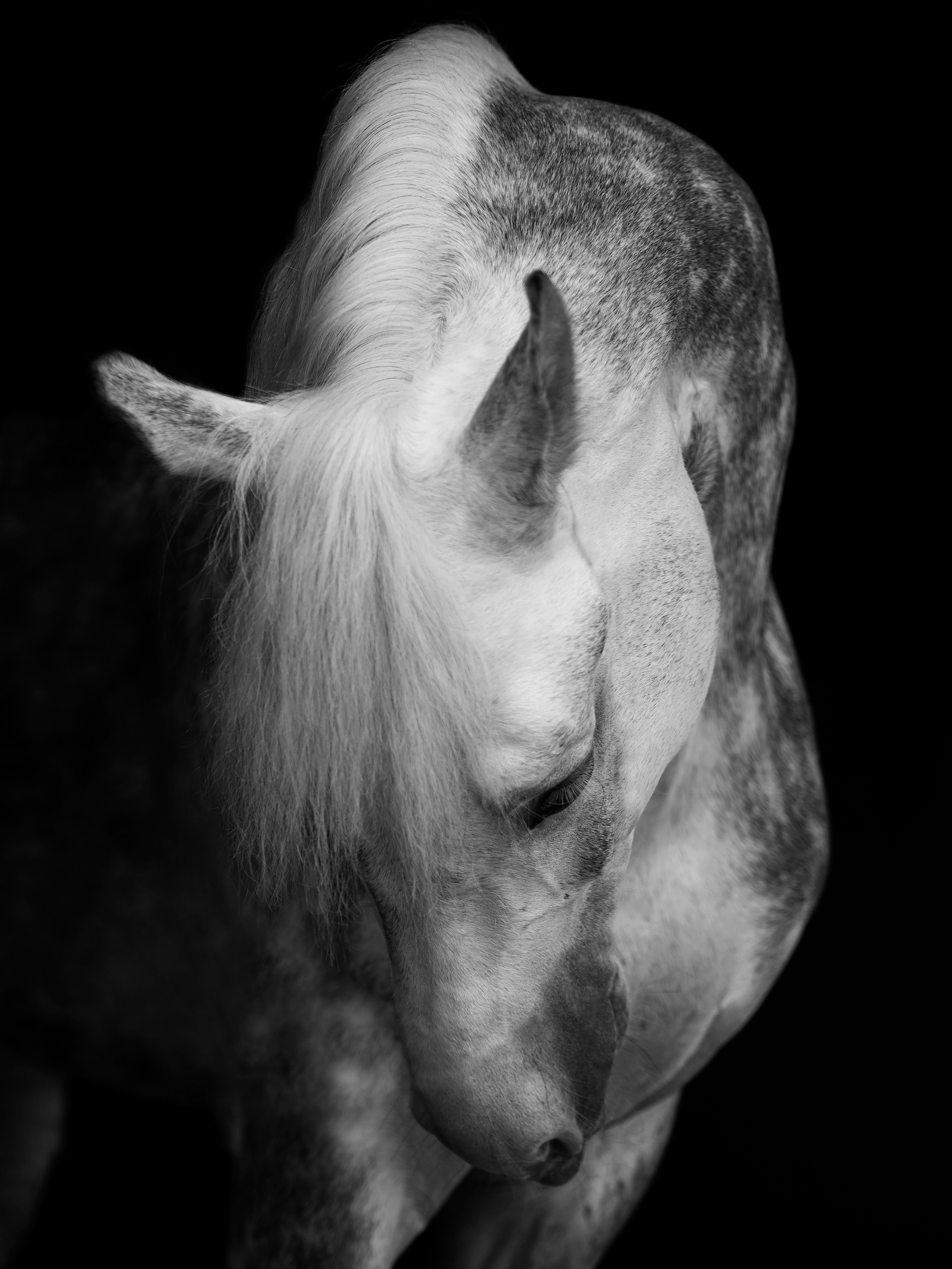 Портрет лошади, лошадь, конь, фото лошади, фотография лошади, конный фотограф, съемка лошадей, фотограф лошадей, конная фотография, конный фотограф, конный фотограф в спб, профессиональный фотограф спб, фотограф спб, ахалтекинец, рысак, спортивная лошадь, конный клуб, фотосессия с лошадьми, тракененская лошадь, тяжеловоз, лошадь, хвост коня, конский волос, хвост лошади, красивое фото лошадей, орловский рысак, орловец, лошадь в яблоках, серая лошадь в пятнах