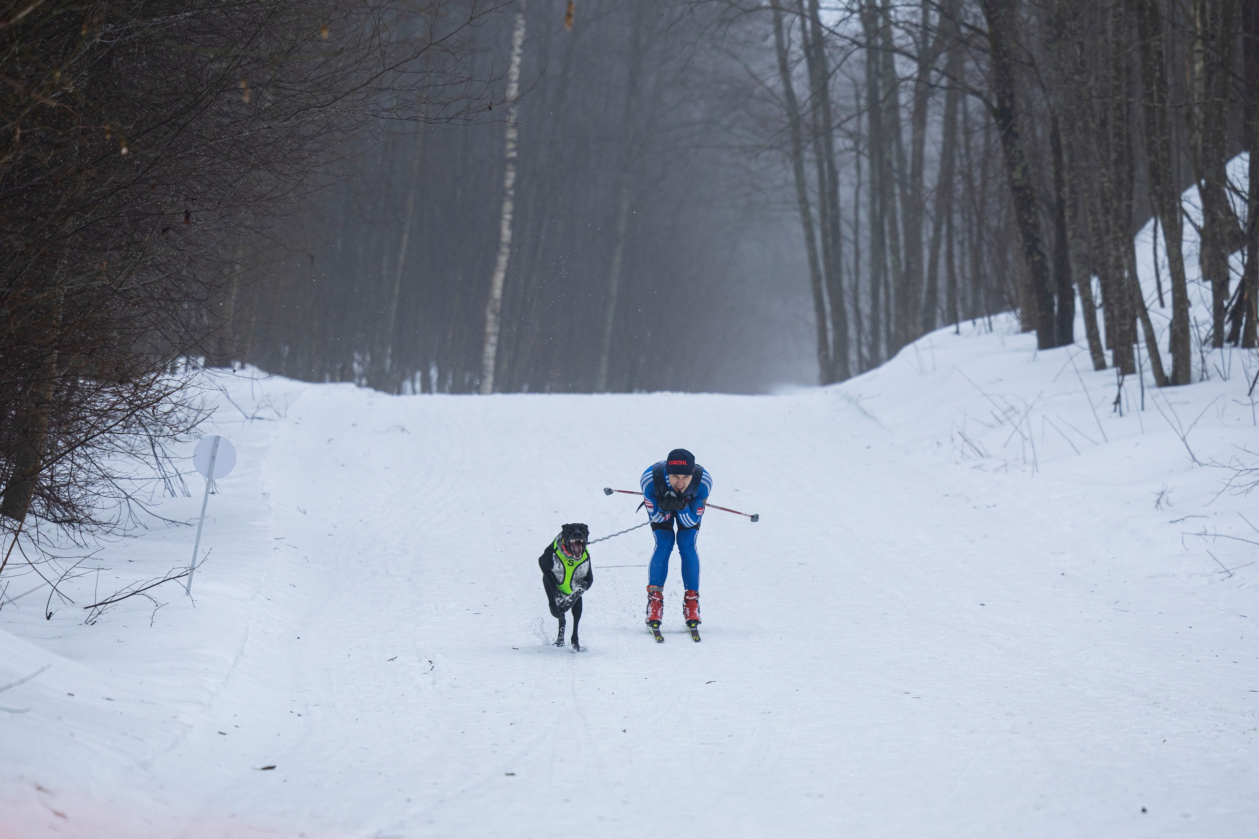 Зимний Чемпионат Санкт-Петербурга по ездовому спорту. Фотограф-анималист Анна Маринич
