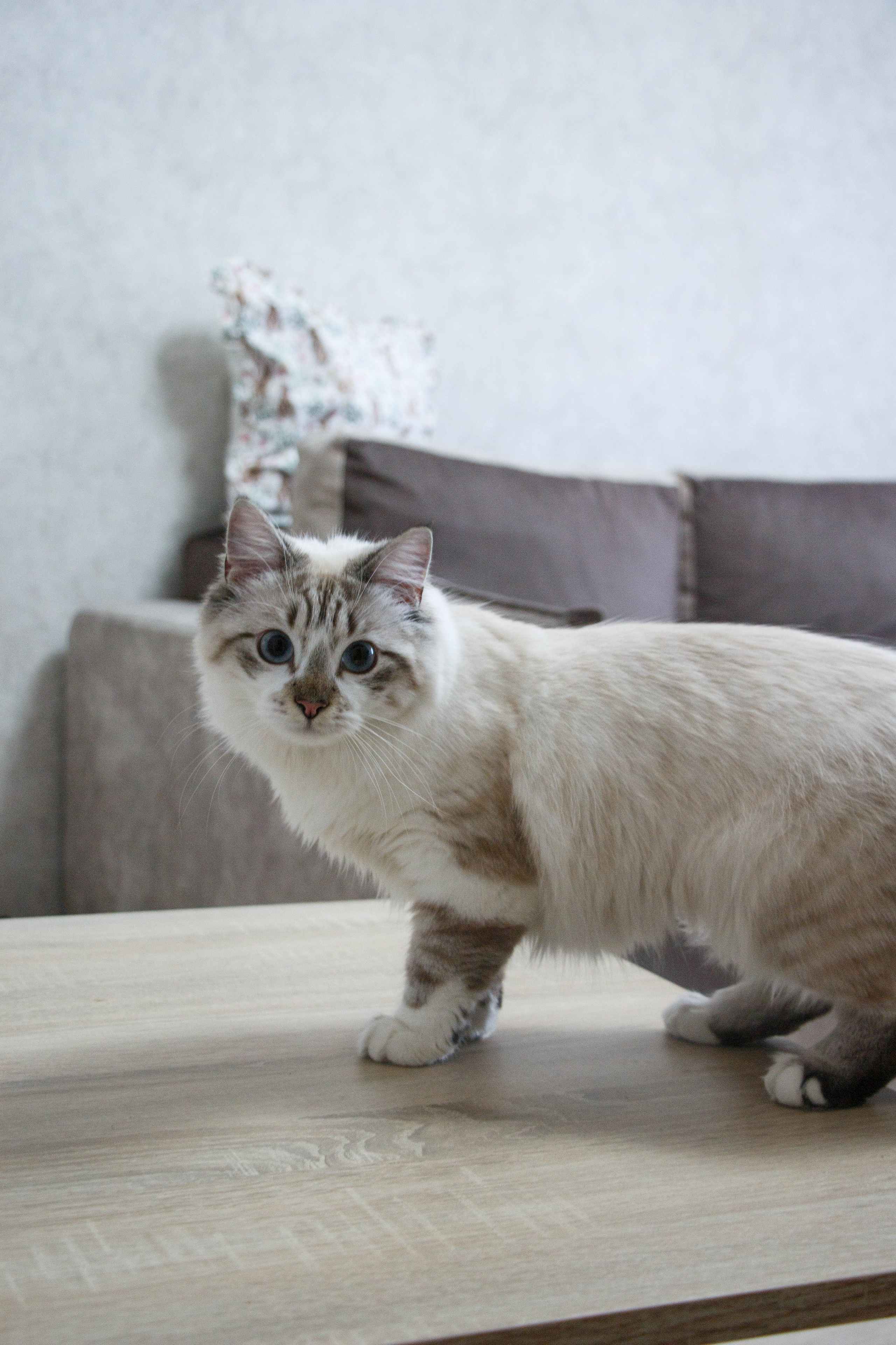 Kristina & Miya. Бережно сохраняю ваши чувства и истории на своих фотографиях