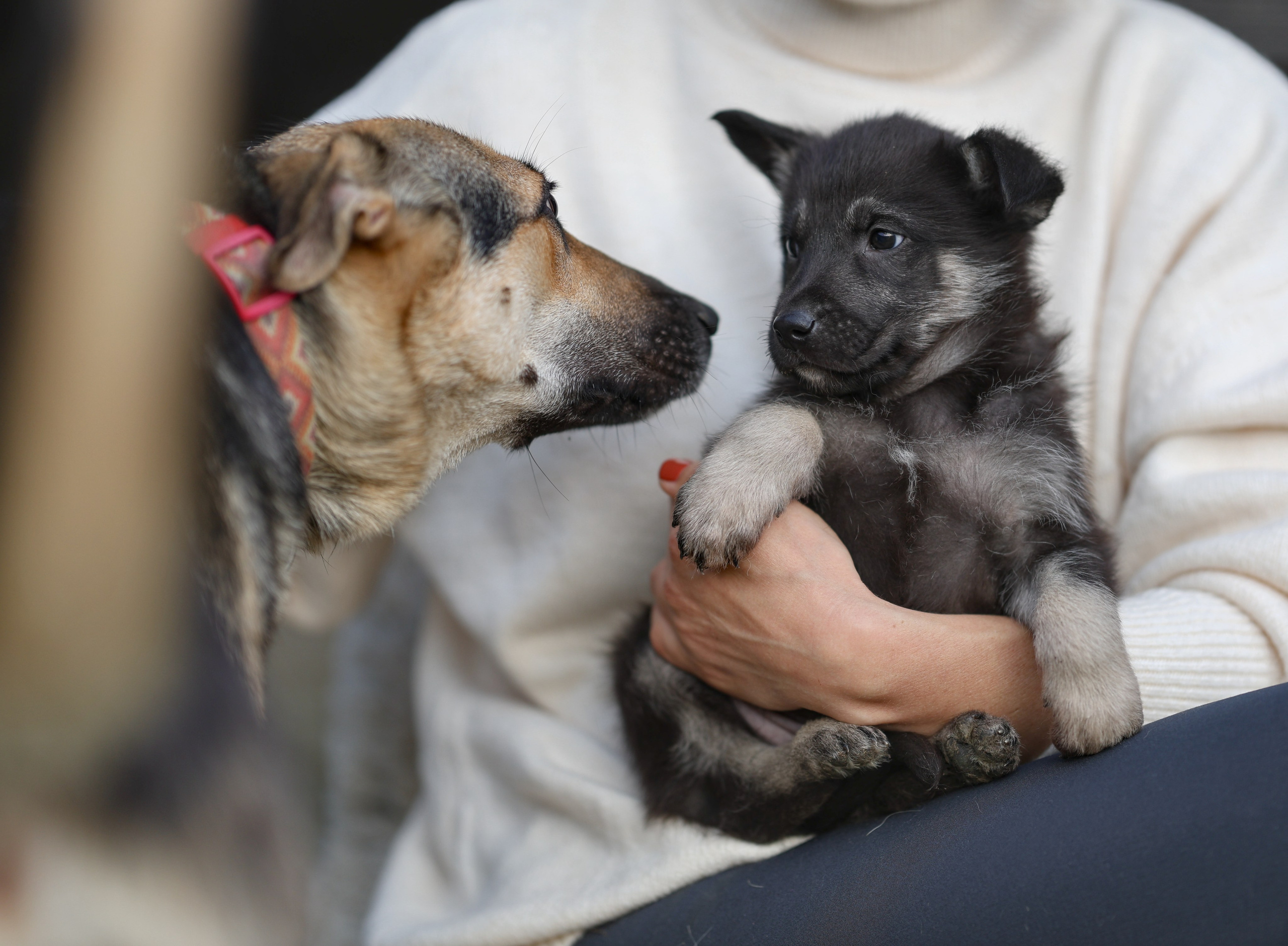 Щенки. Фотограф Максим Татаринов