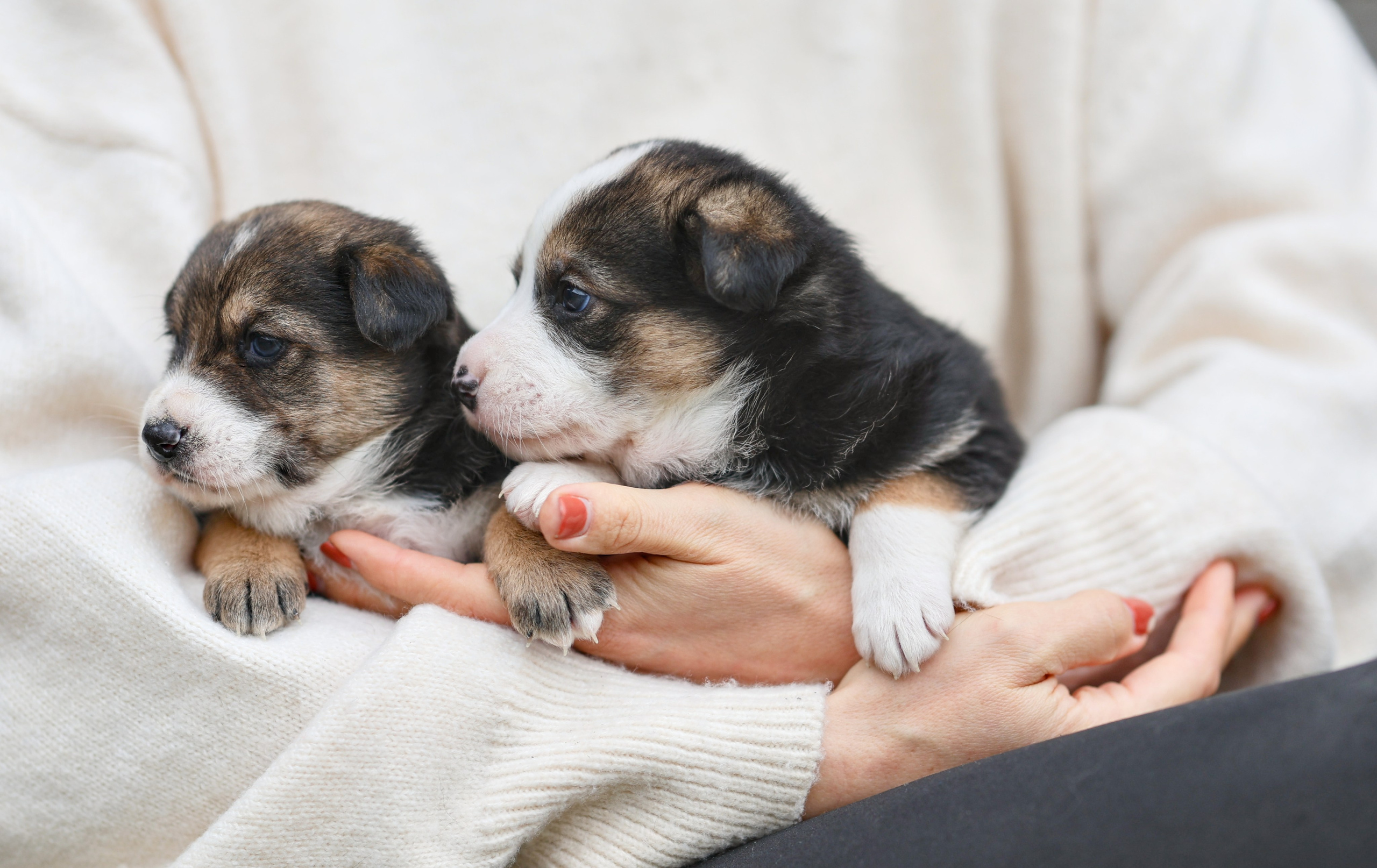 Щенки. Фотограф Максим Татаринов