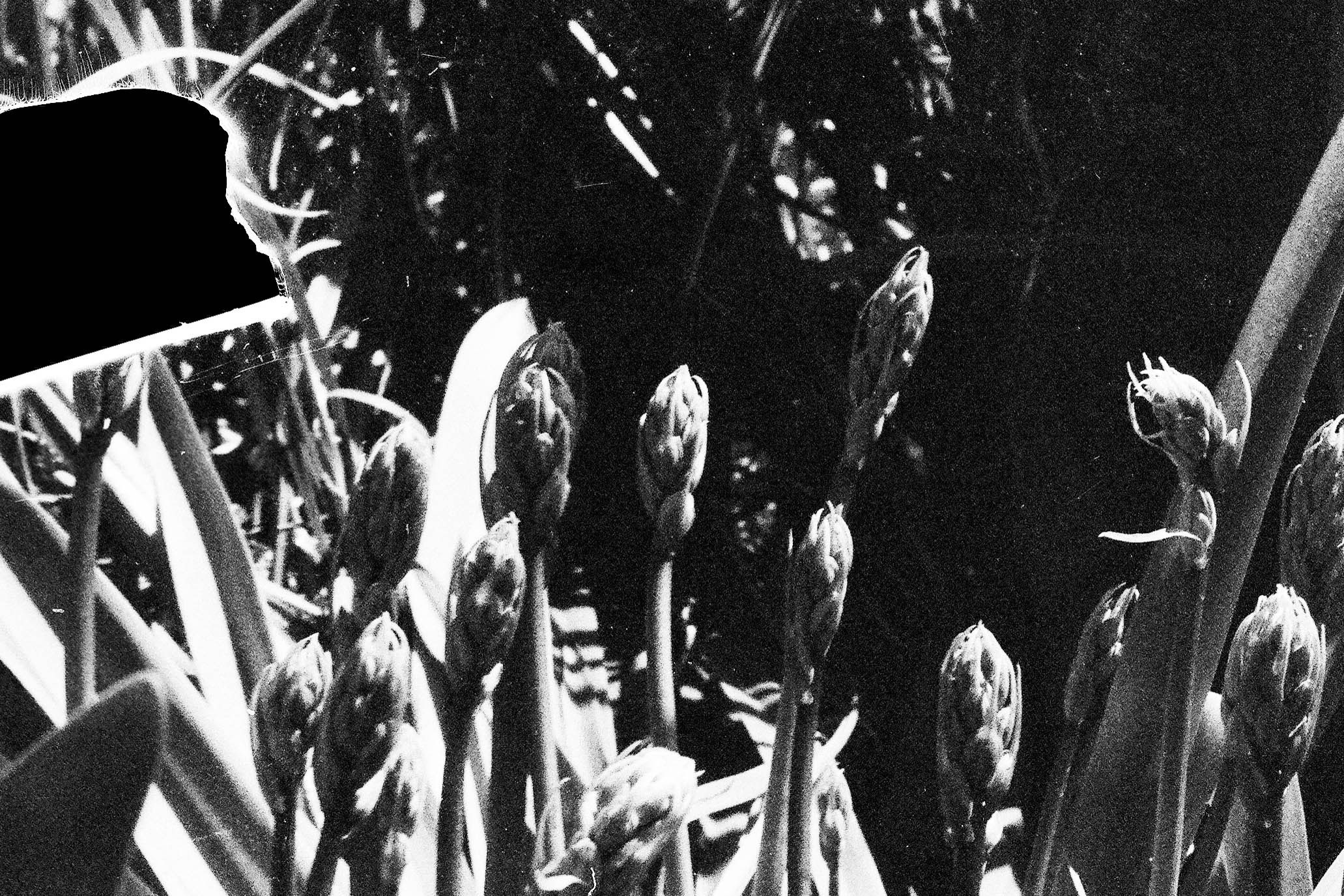 Плёнка 35/120мм. Katya Medvedeva