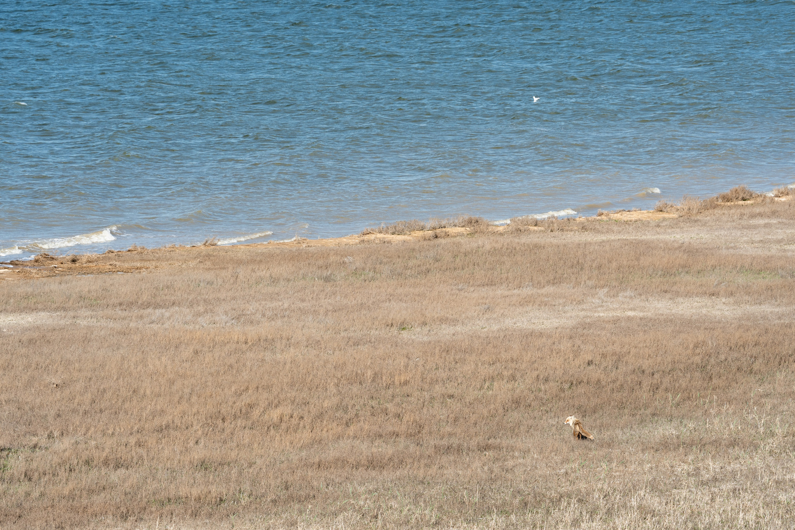 Фотосъемка животных и птиц. Интерьерный и архитектурный фотограф в Москве Панова Ольга