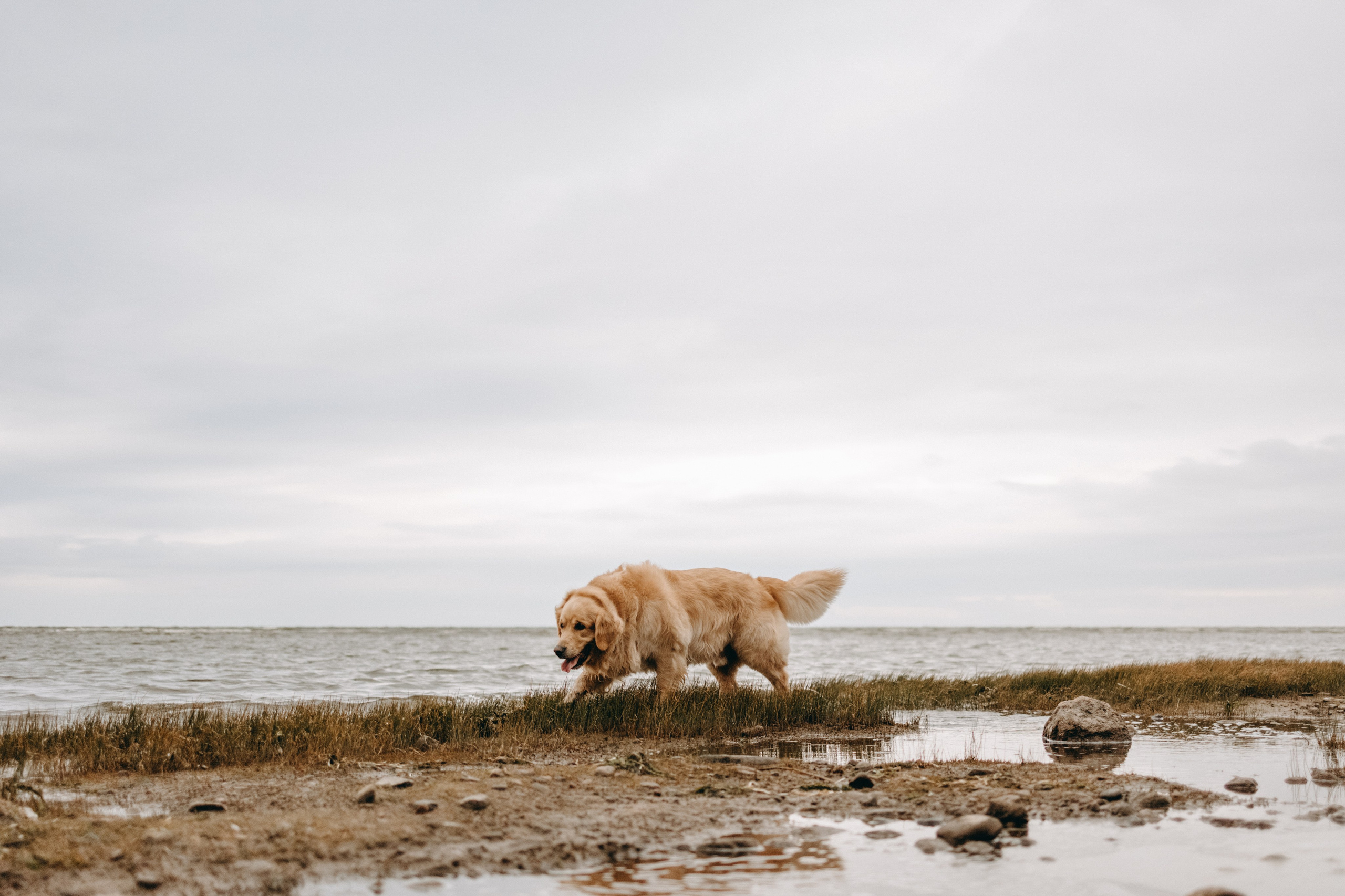 Фоси и его семьи. Фотограф — Анималист | Санкт-Петербург