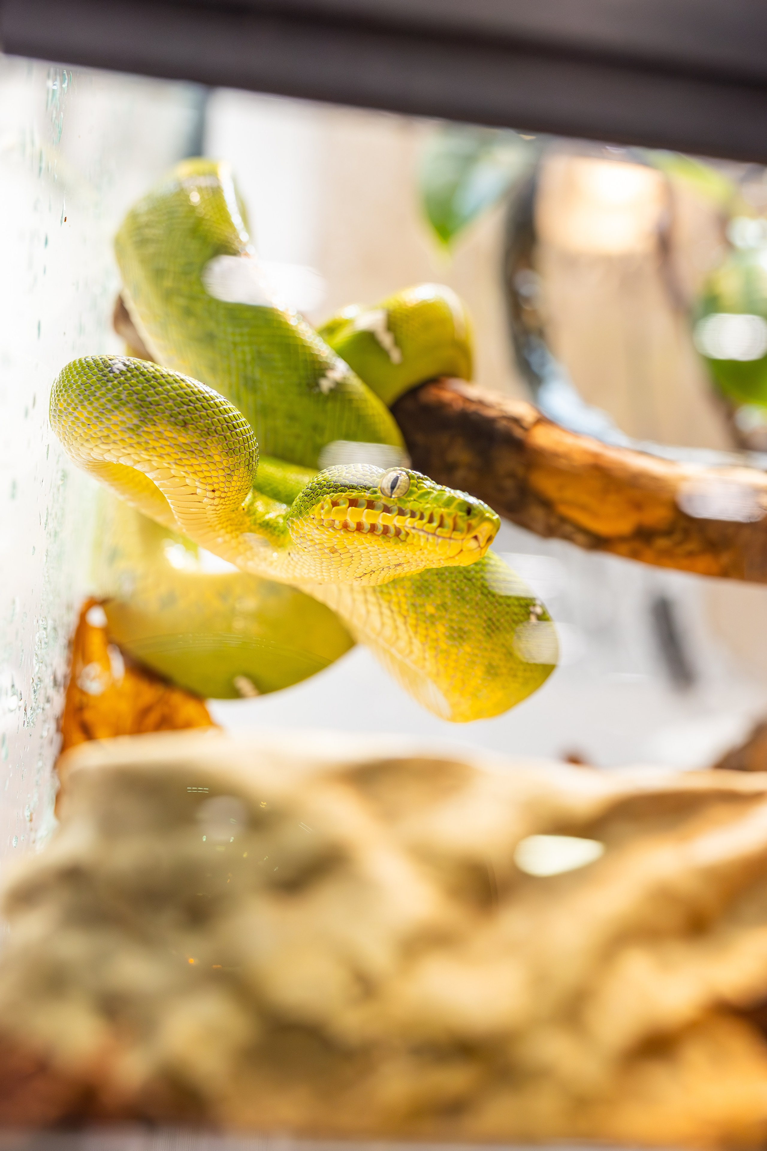 Рептилиум июнь 2025. Александра Куликова фотограф, Москва