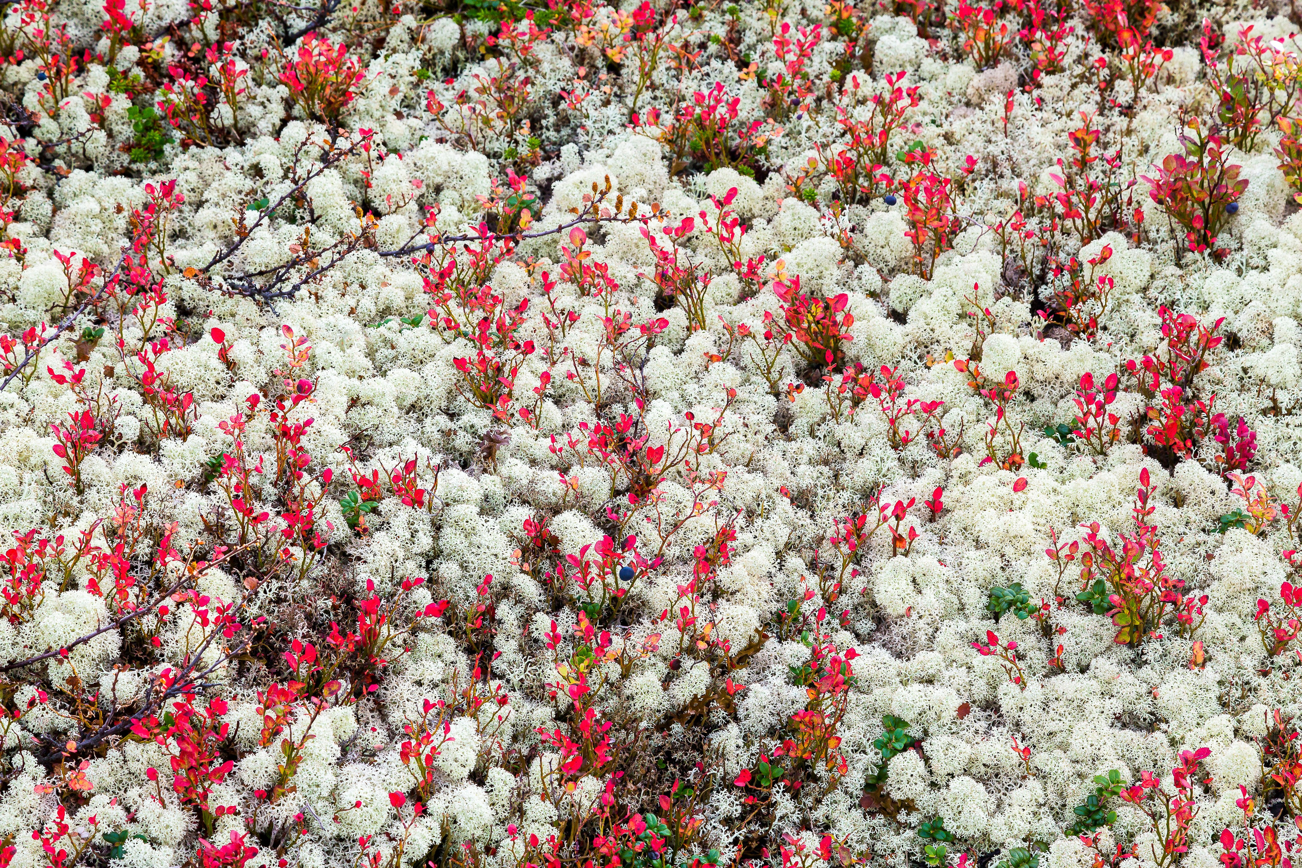 Мир растений. Пейзажи Крайнего Севера. Баренцево море, Рыбачий, Средний, Немецкий