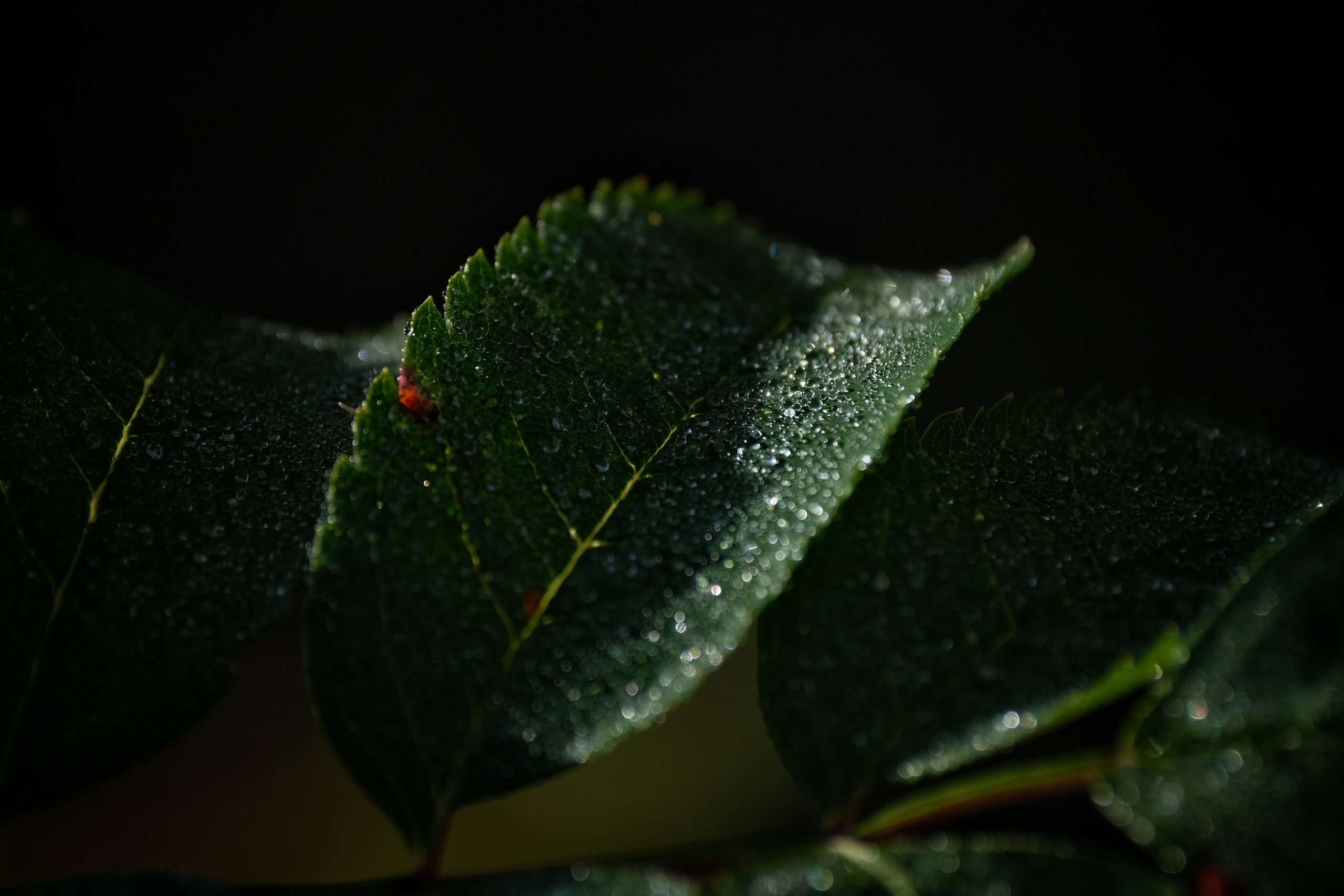 Мурманская область. Фотограф Евгений Андреев