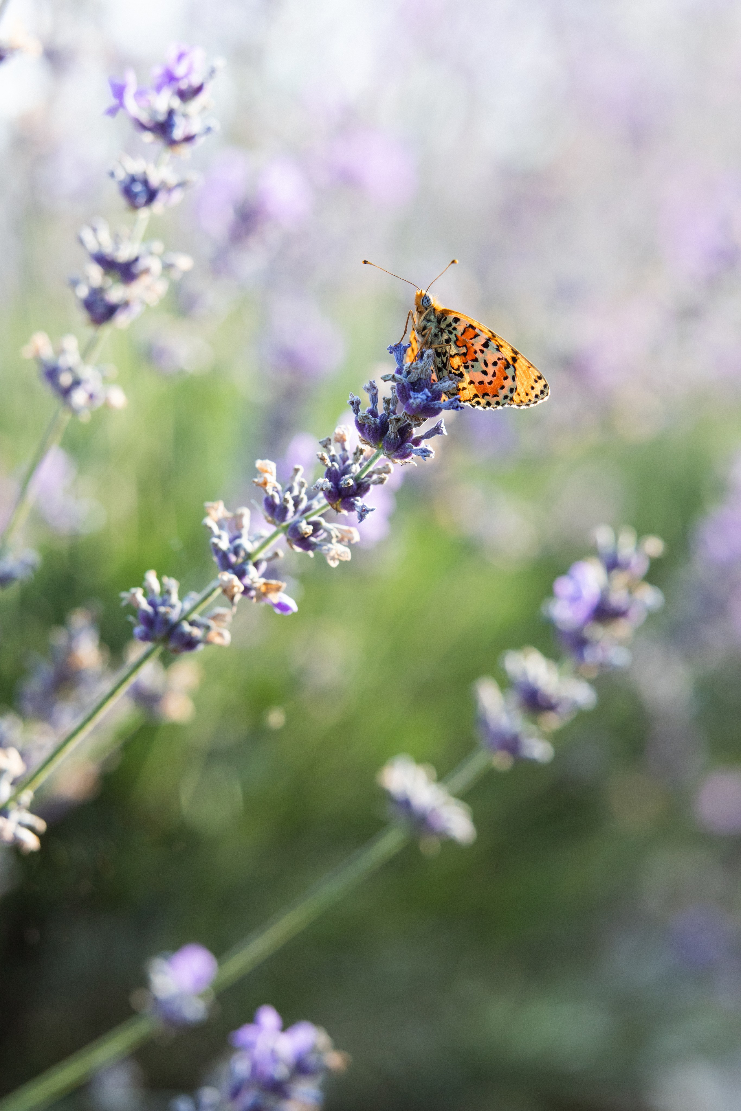 Nature. Артем Корнев Фотограф