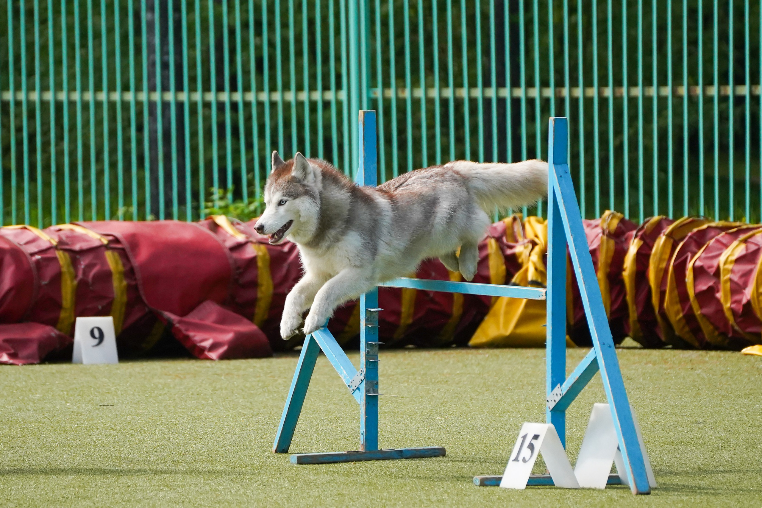 Аджилити 25.05.24, Санкт-Петербург. Фотограф-анималист Анастасия Большакова