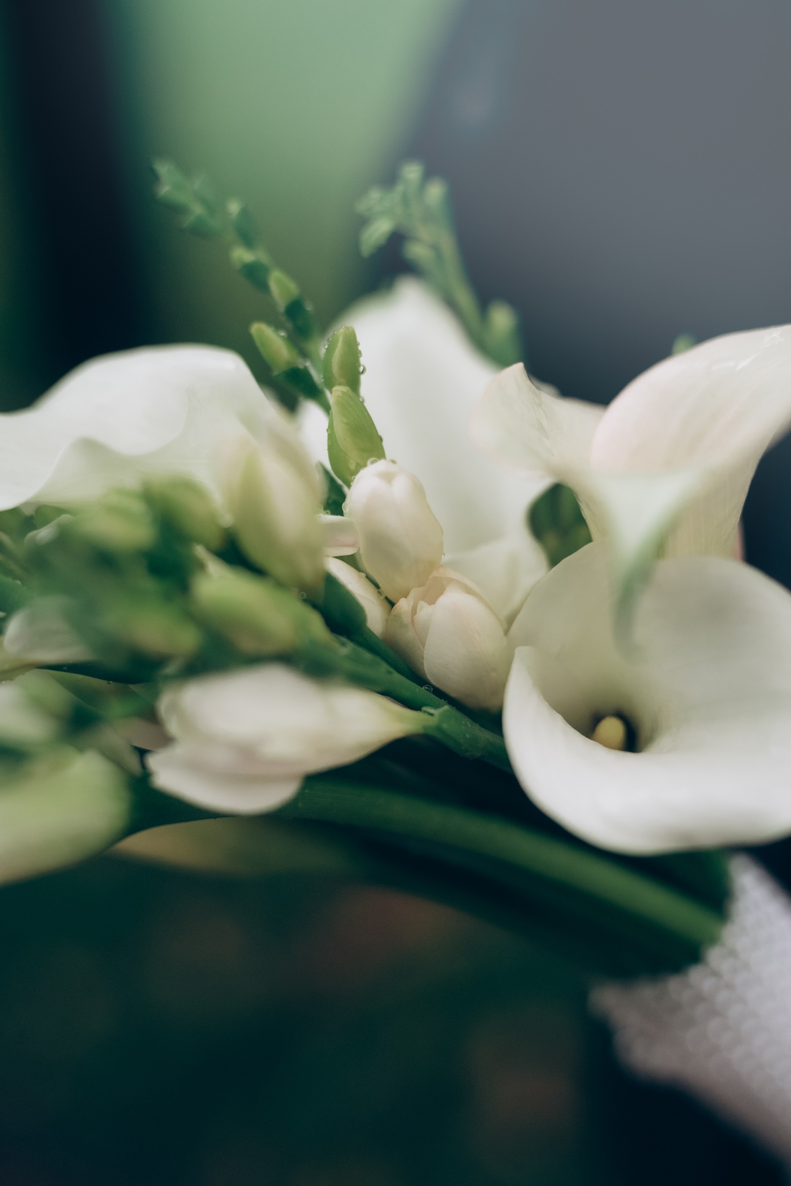 Маргарита и Артур. Фотограф анималист в Москве и Санкт-Петербурге Свиридова Анна