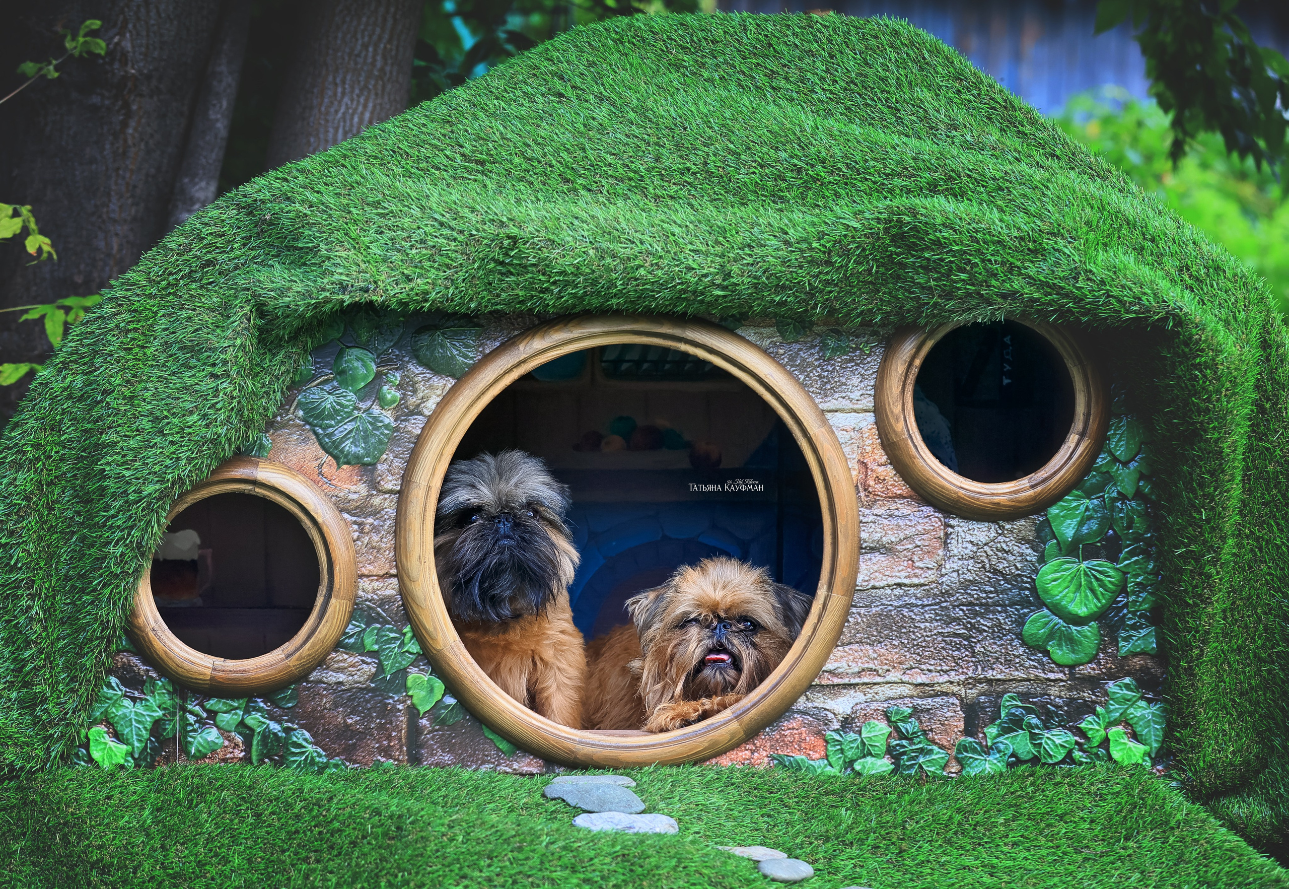 Домик для хоббитов, фотозона, властелин колец, шир, хоббиты, гномы, брюссельский гриффон, малый брабансон, фотосессия, ручная работа, фотограф анималист, фотограф Новосибирск