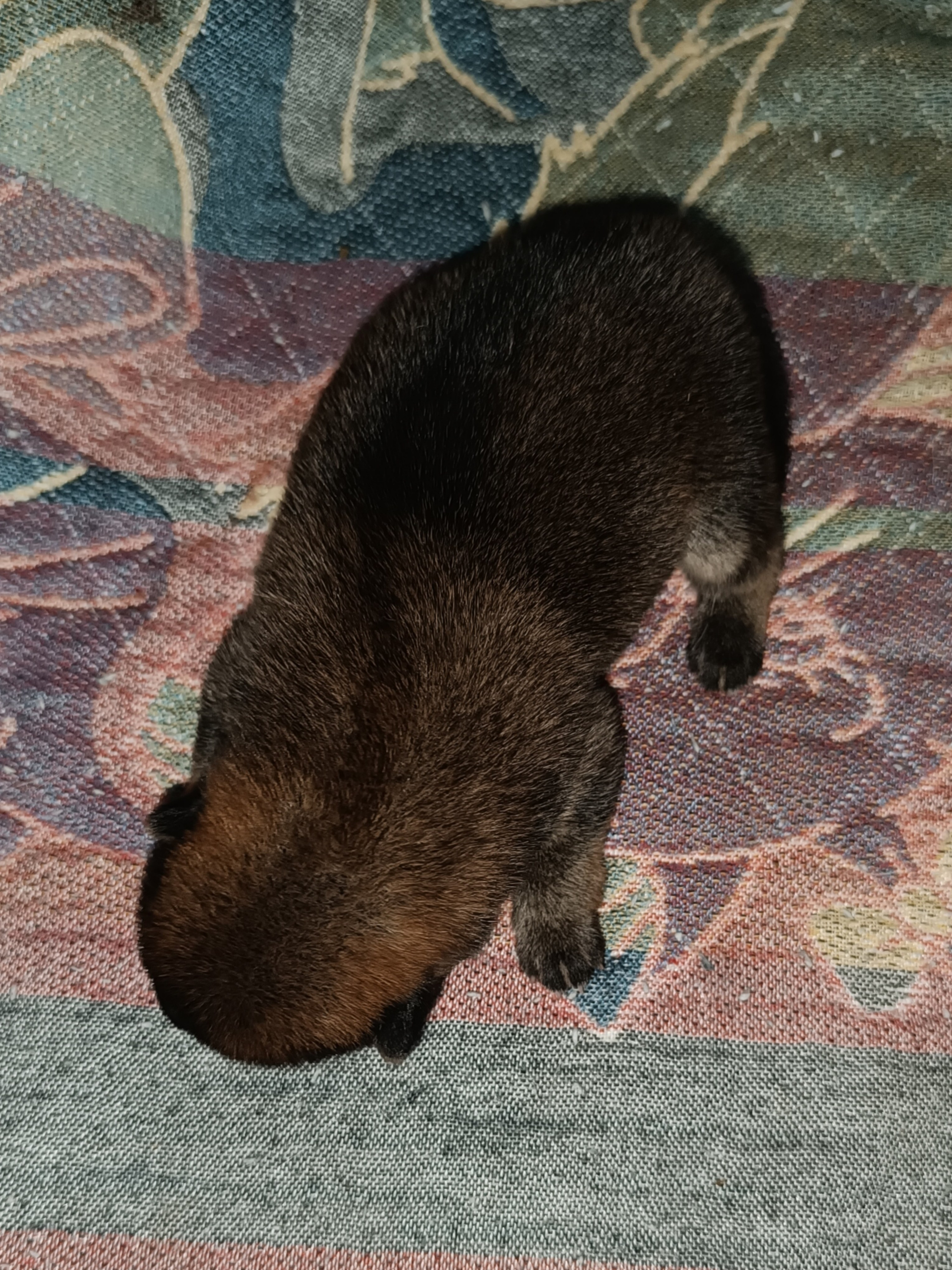 сиба питомник Рубилайт щенки на продажу rubylight  сиба щенки купить СПб Санкт-Петербург 