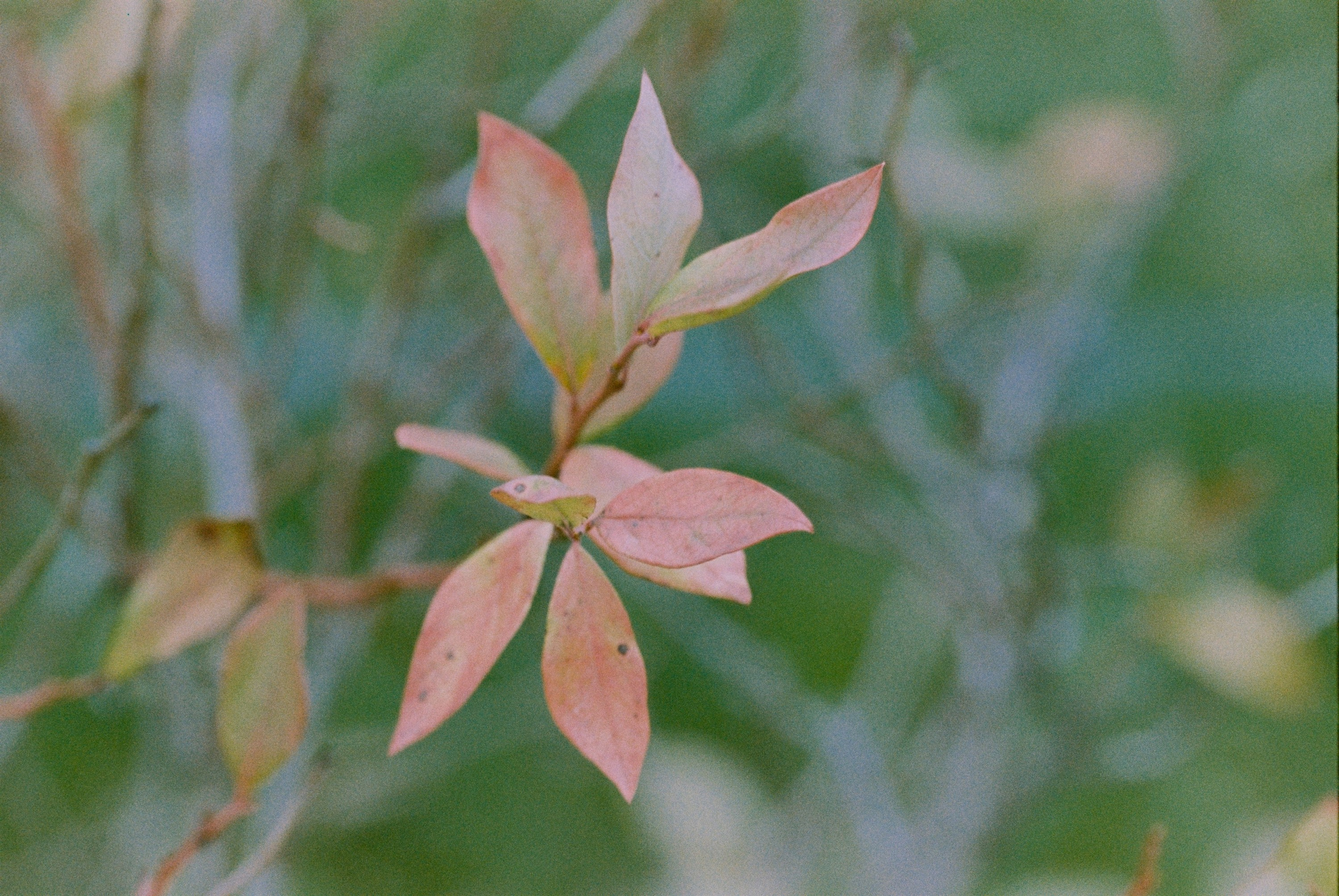 Осень на просроченную Kodak Color Plus 200 и Contax N1 с макро-объекти