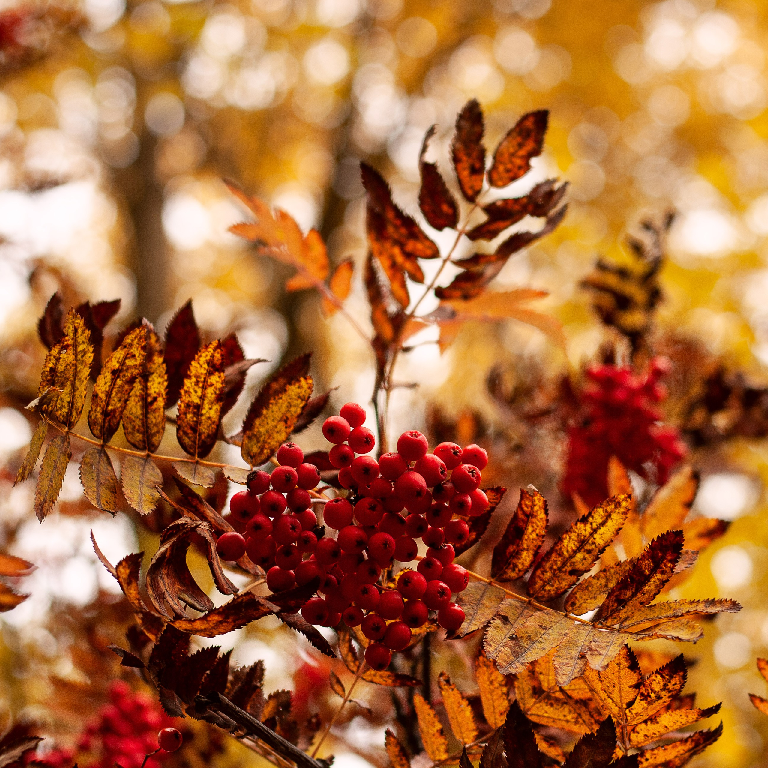 Деревья. Природа севера