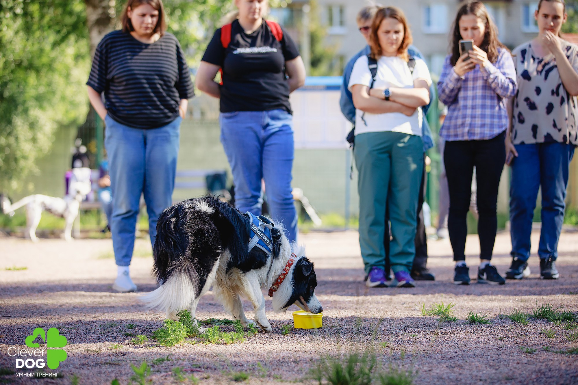 Семинар по поиску запаха с Иваном Ломовым, организатор CleverDog, СПб. Фотограф-анималист Mary Mart — Москва, Питер