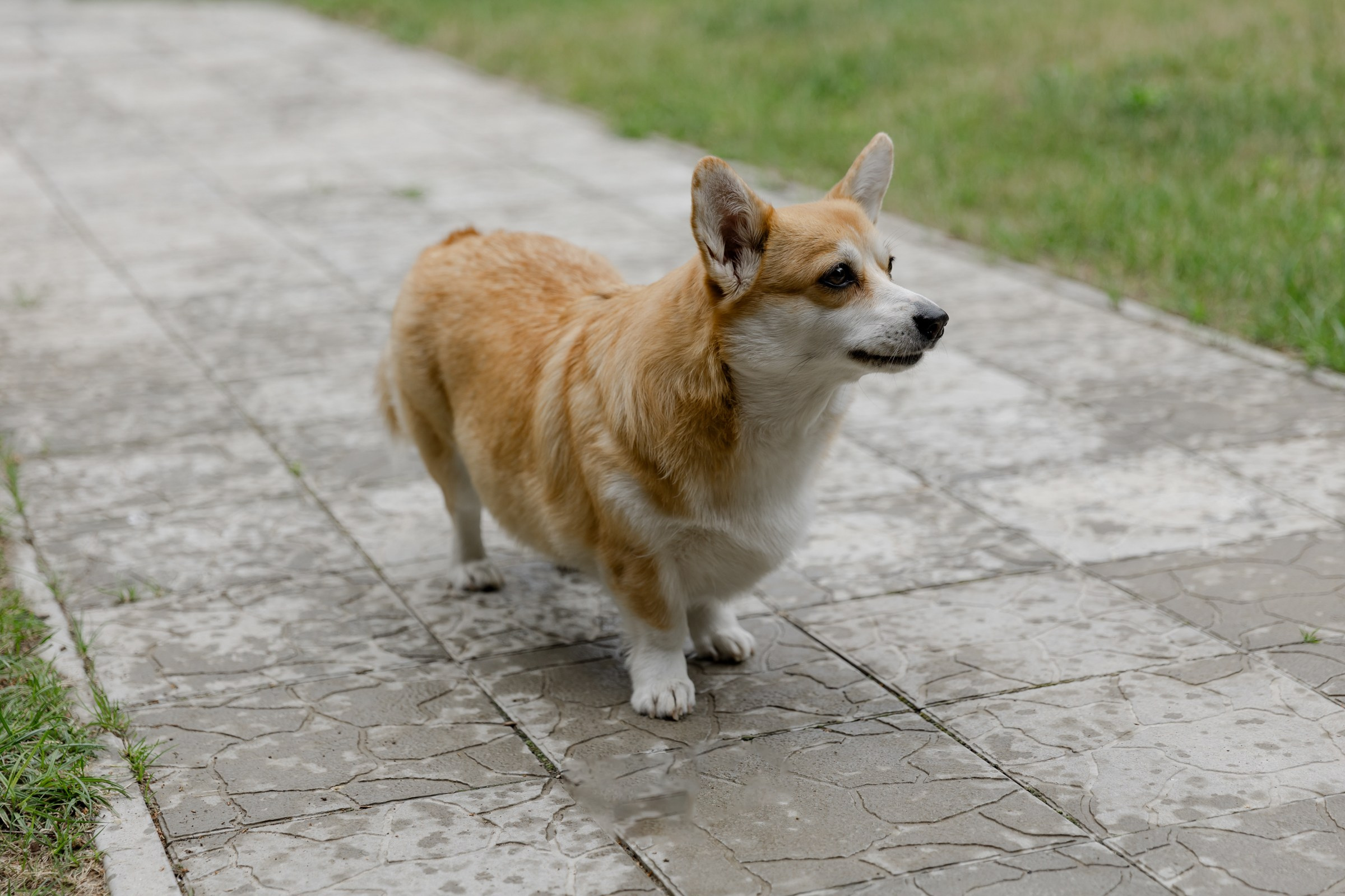 Свадьба пес и котики. Dima Lemeshevsky