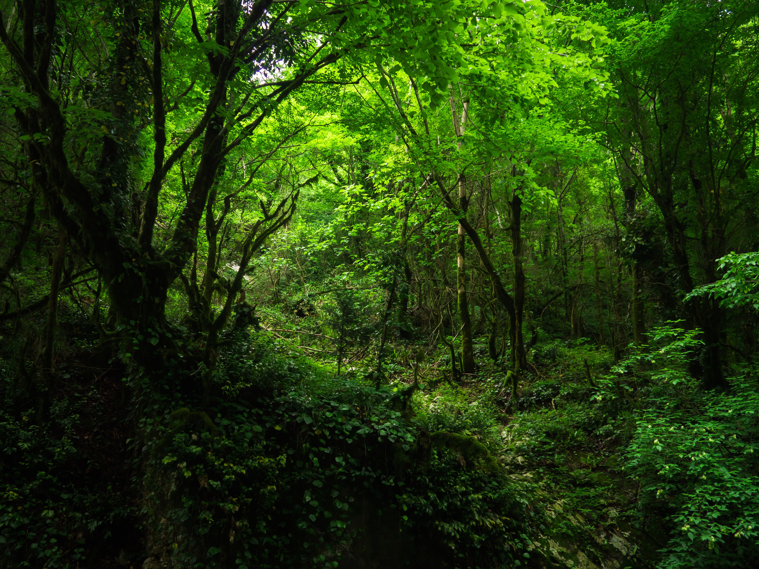 Природа. Фотограф и оператор Роман Фадеев в Екатеринбурге