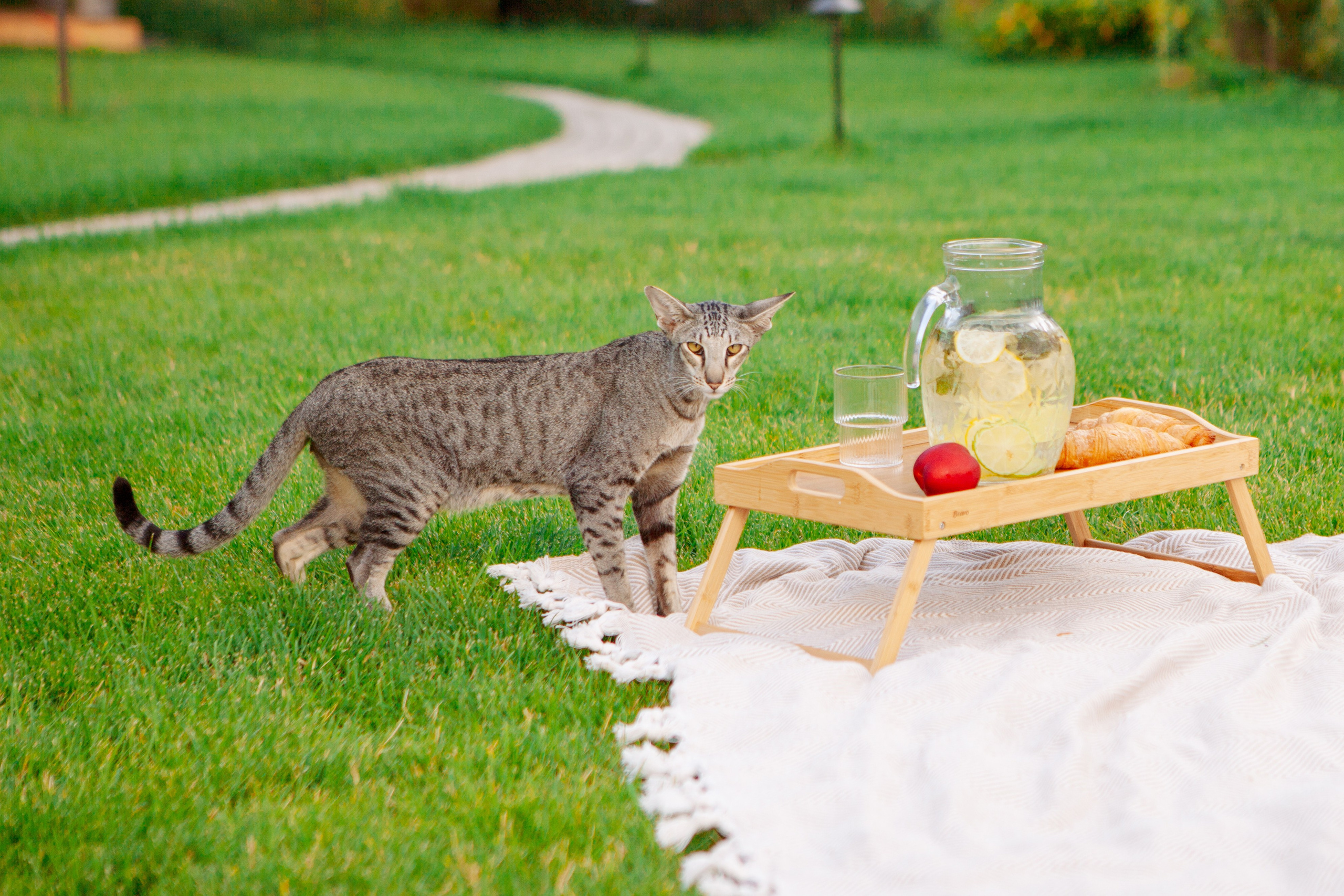 Семейная фотосессия дома. Фотограф Ольга Ефремова