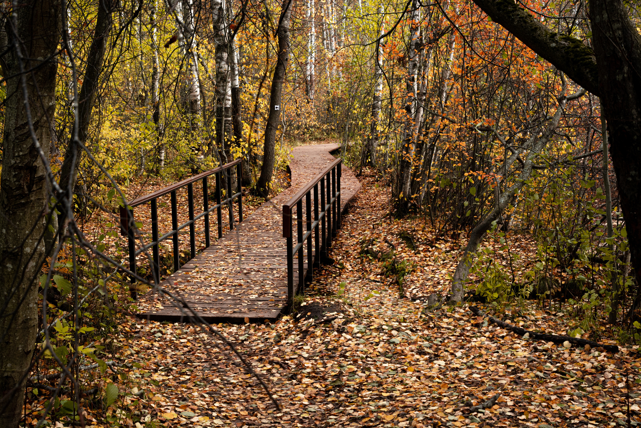 Екатерина. Осенняя фотосессия. Портретный фотограф в Санкт-Петербурге Дмитриева Наталия