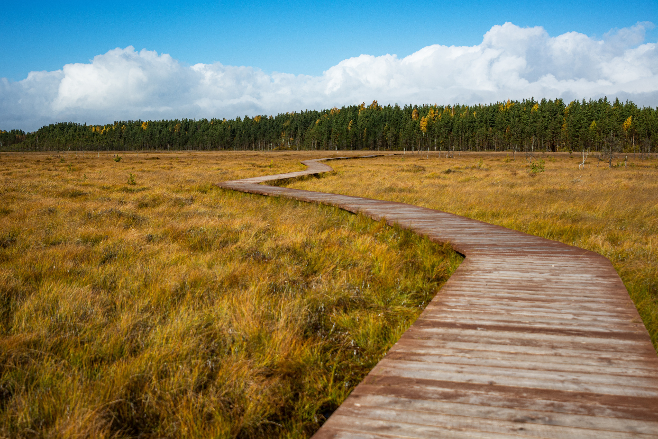 Екатерина. Осенняя фотосессия. Портретный фотограф в Санкт-Петербурге Дмитриева Наталия