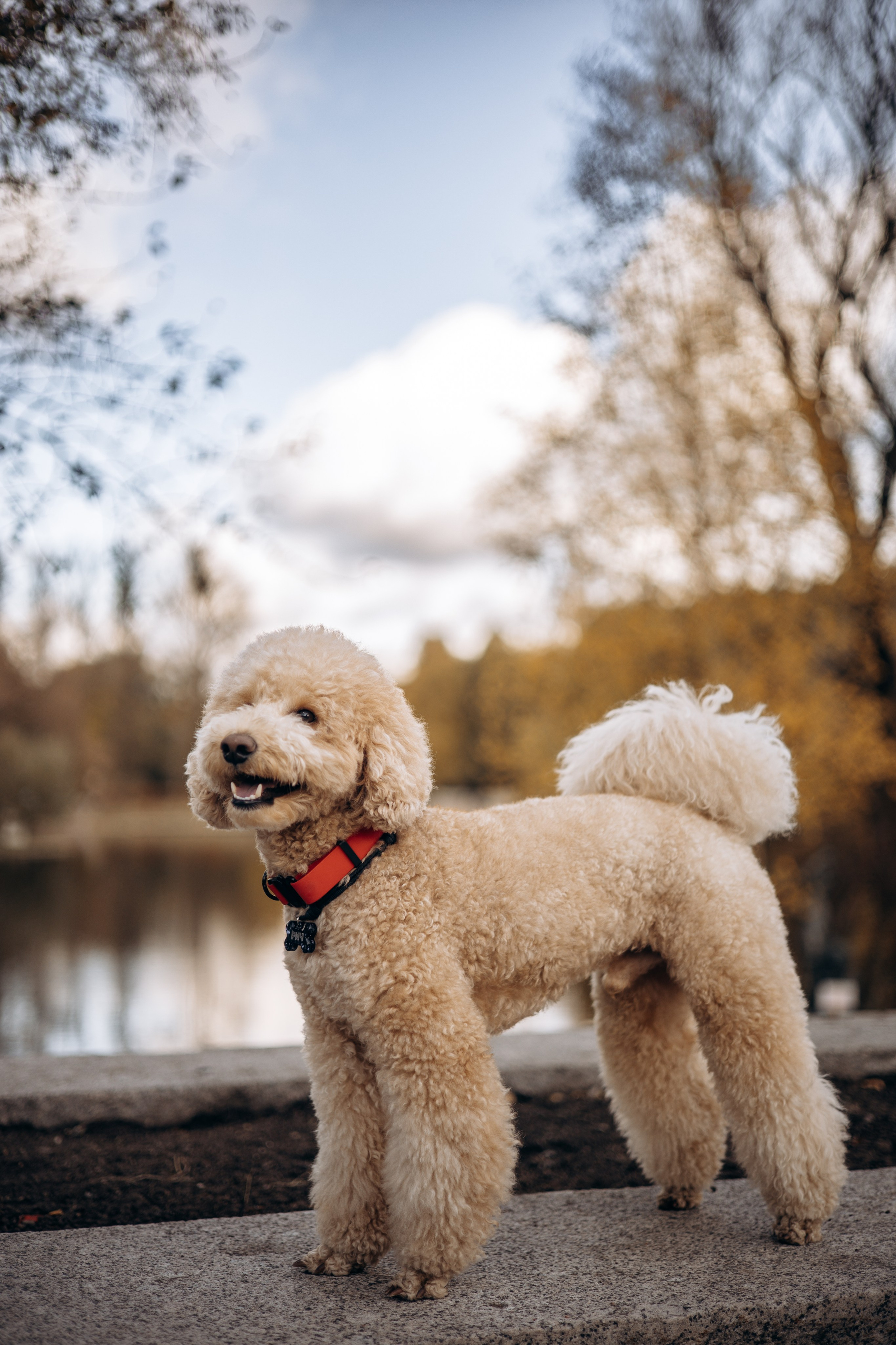 Полина, Рома и Рич. Фотограф животных Евгения Верцинская