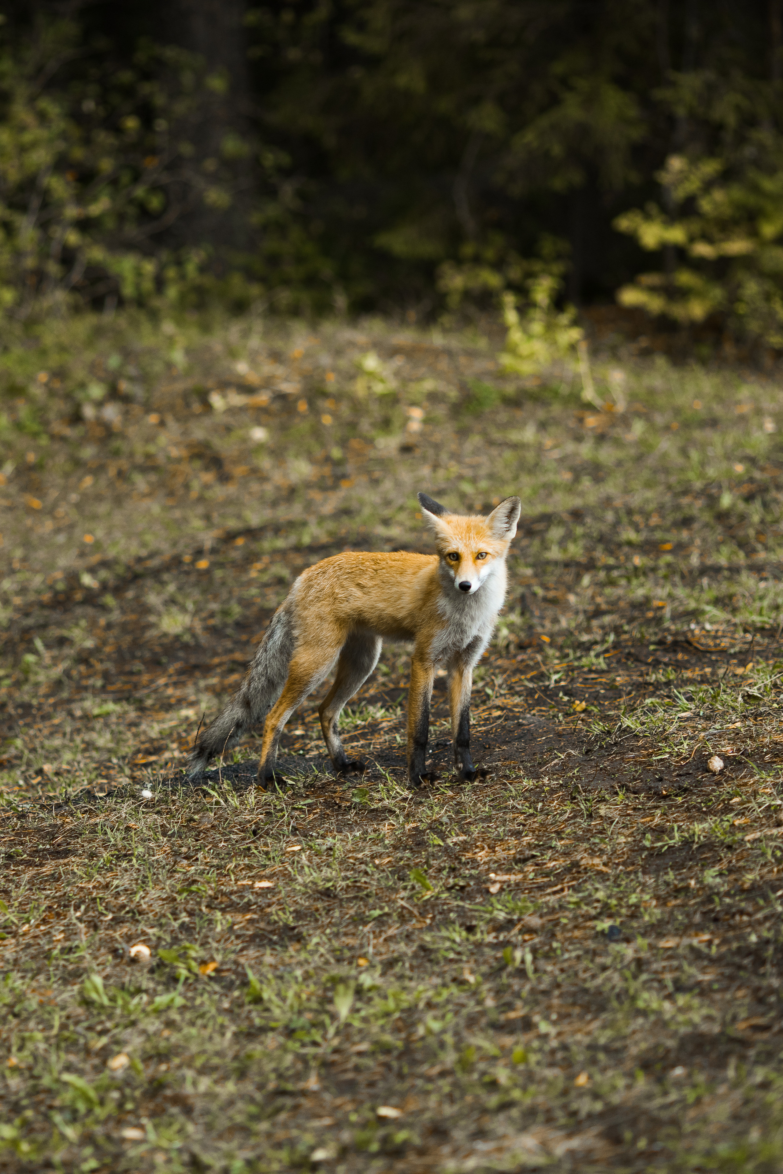 WeddingGrandTour Autumn — Anton & Maria. Свадебный, семейный фотограф и видеограф в Перми Павел Савин