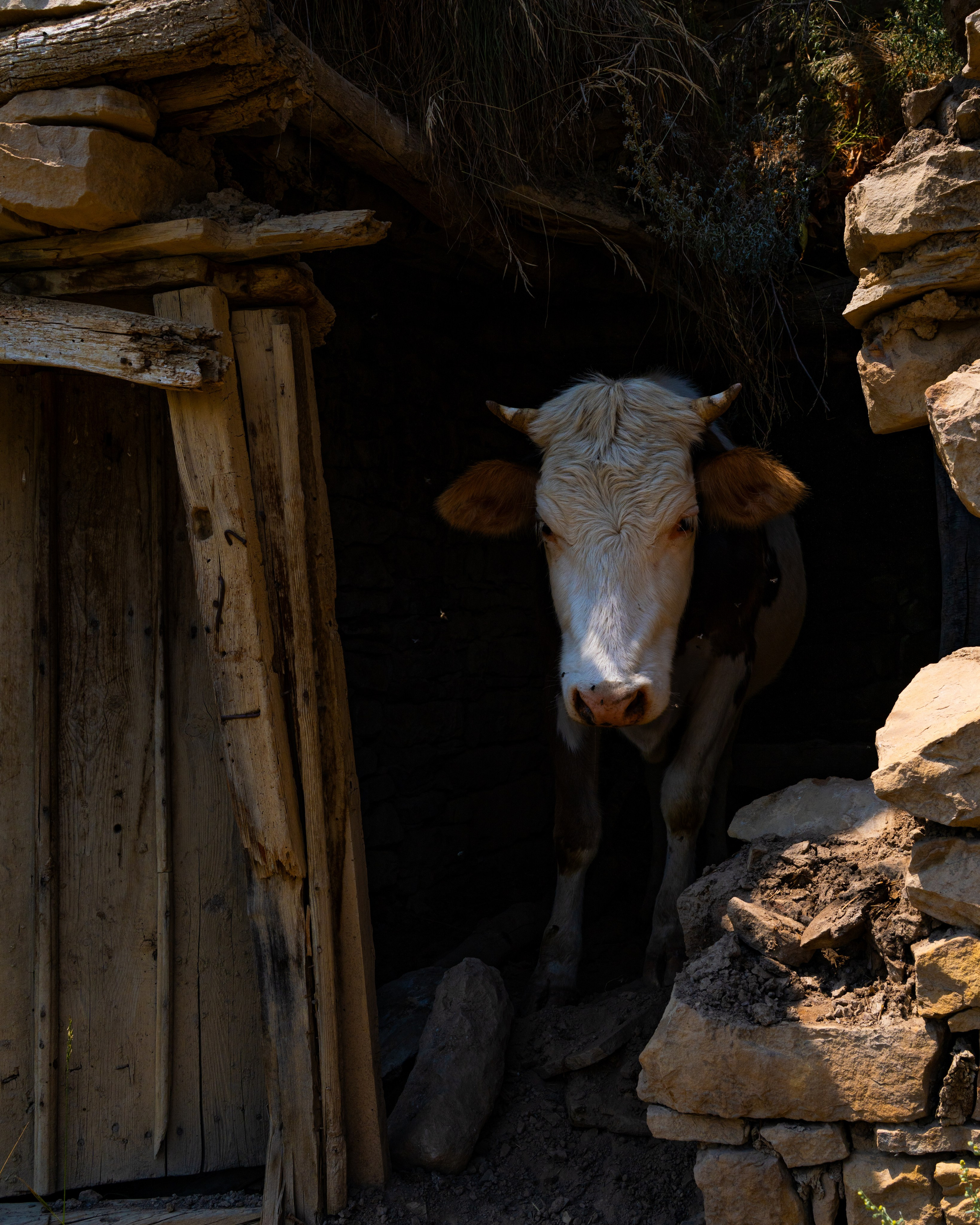 Дагестан. Фотограф в Москве. Шахабудин