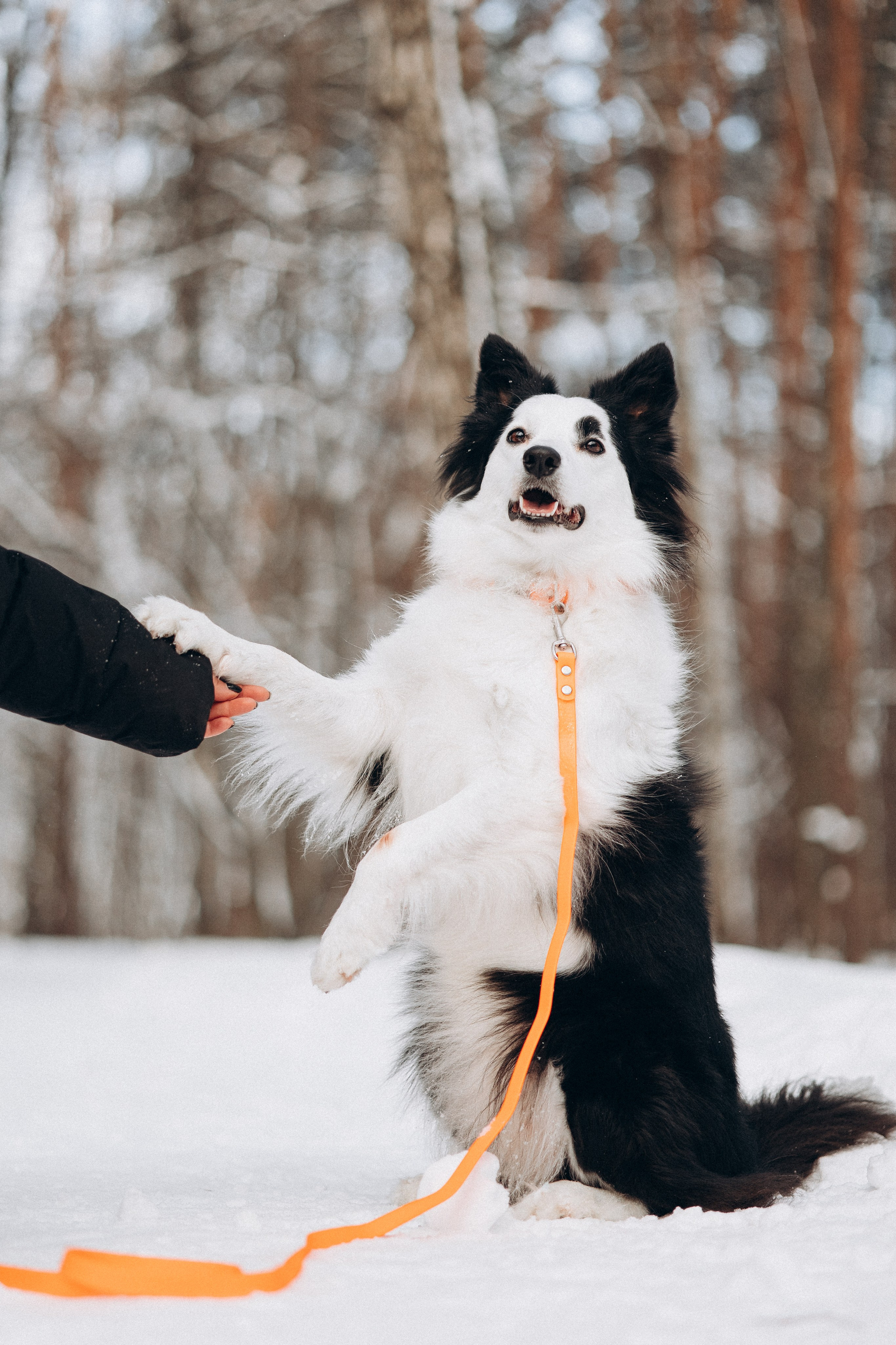 Амуниция «Бобик» 2. Фотораф — анималист Мария Шистка