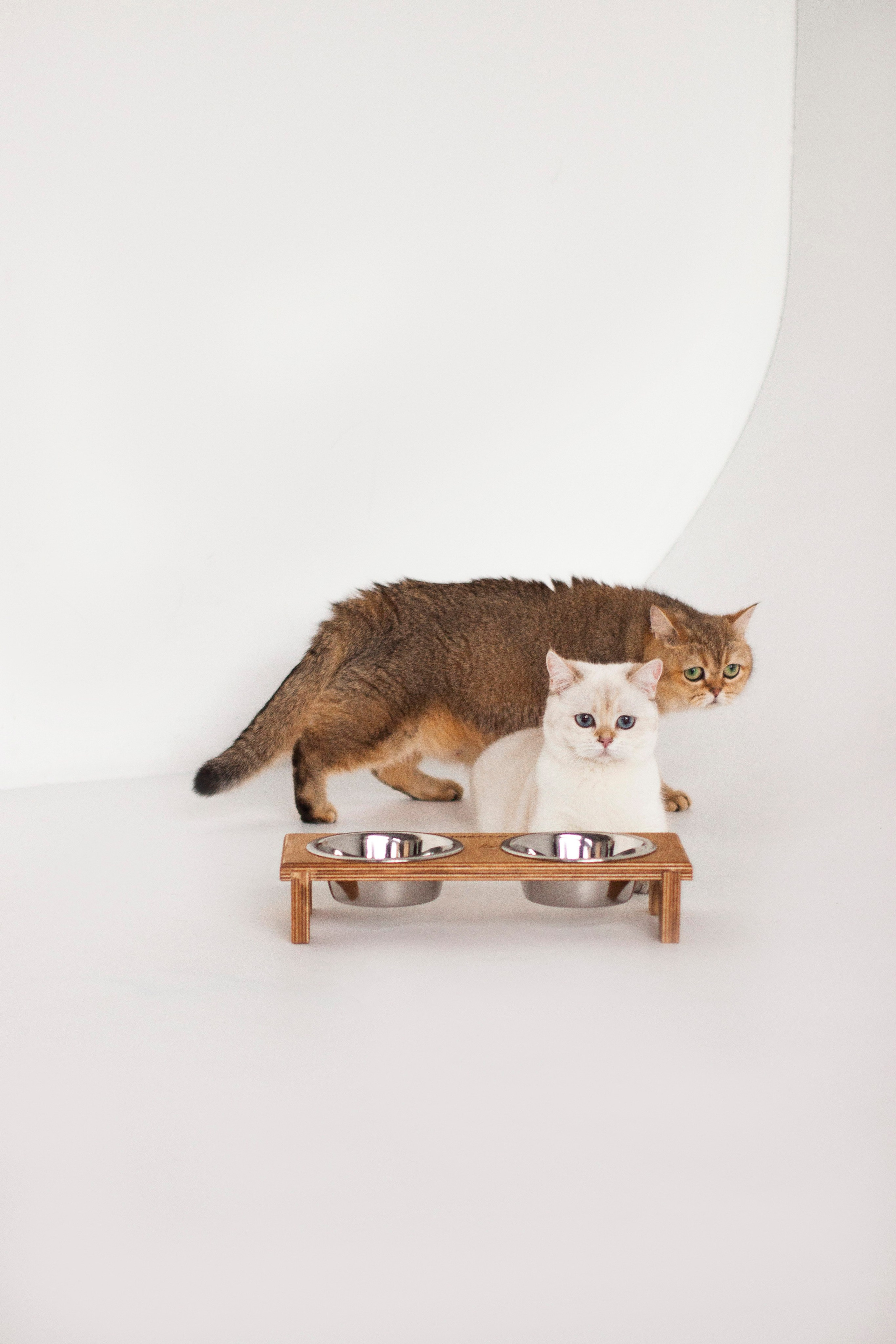 Работа с Tommy cat. Oksan_photo