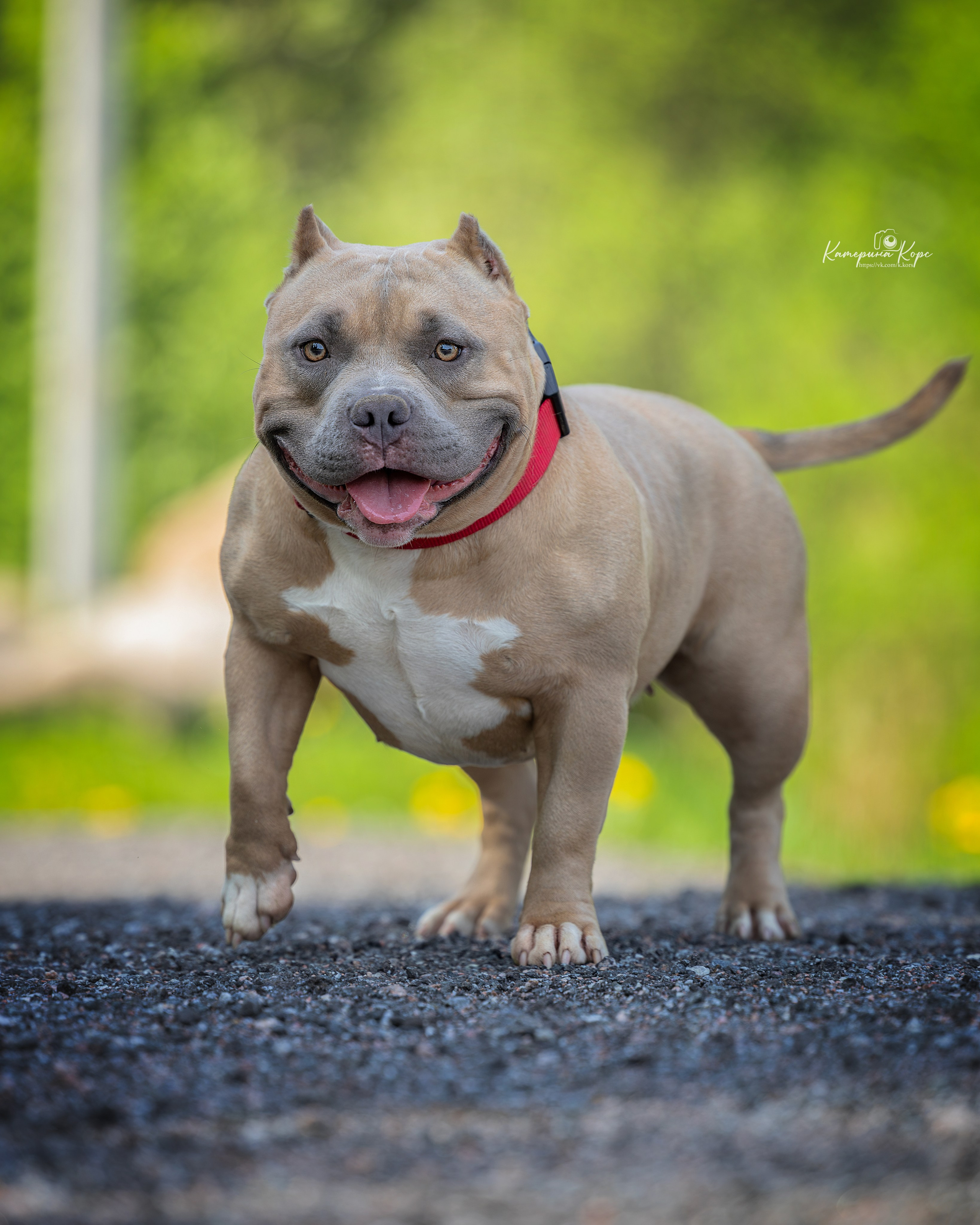 A&A Atena. Фотограф-анималист Катерина Корс